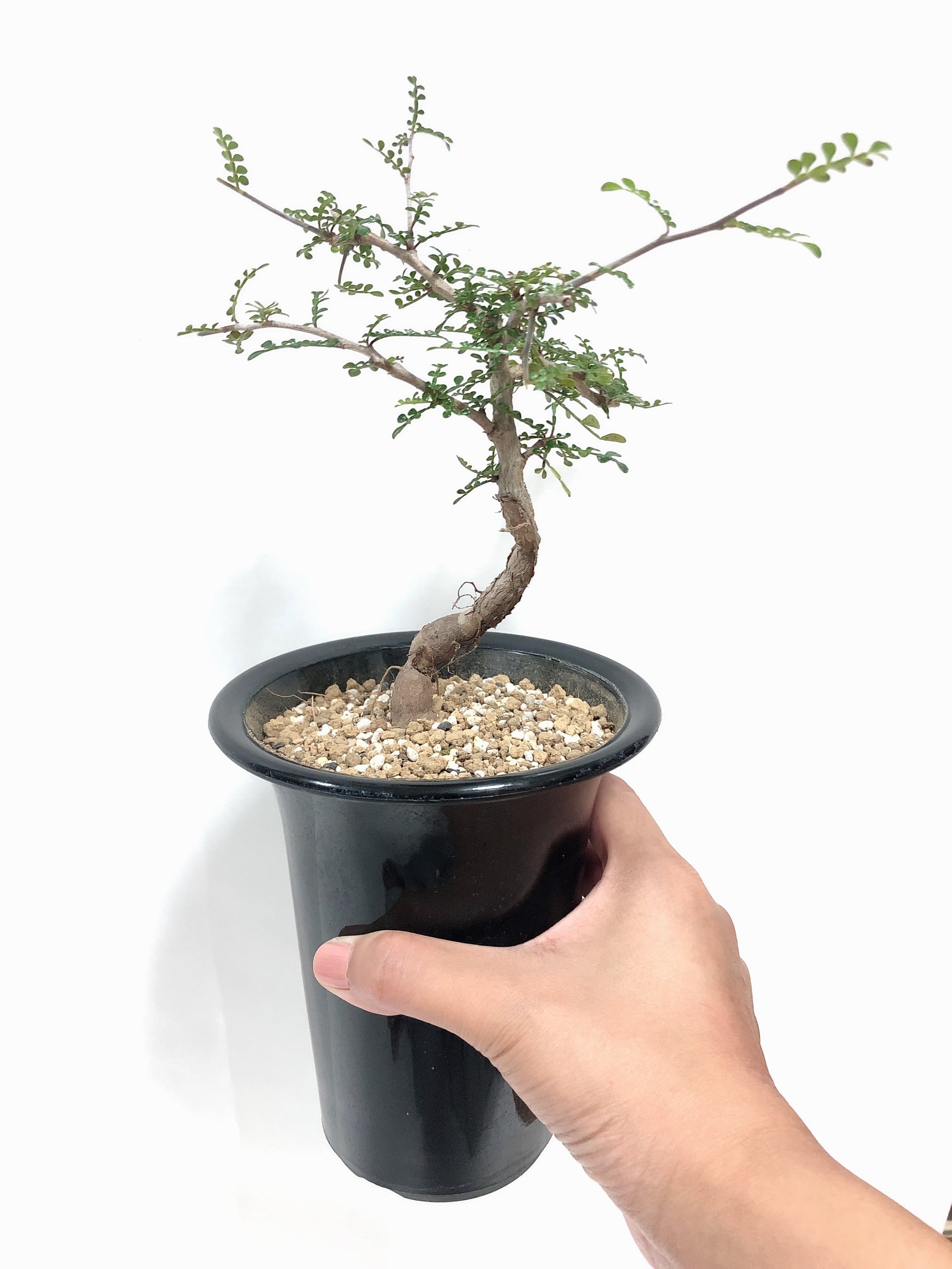 Operculicarya decaryi オペルクリカリア・デカリー 塊根植物