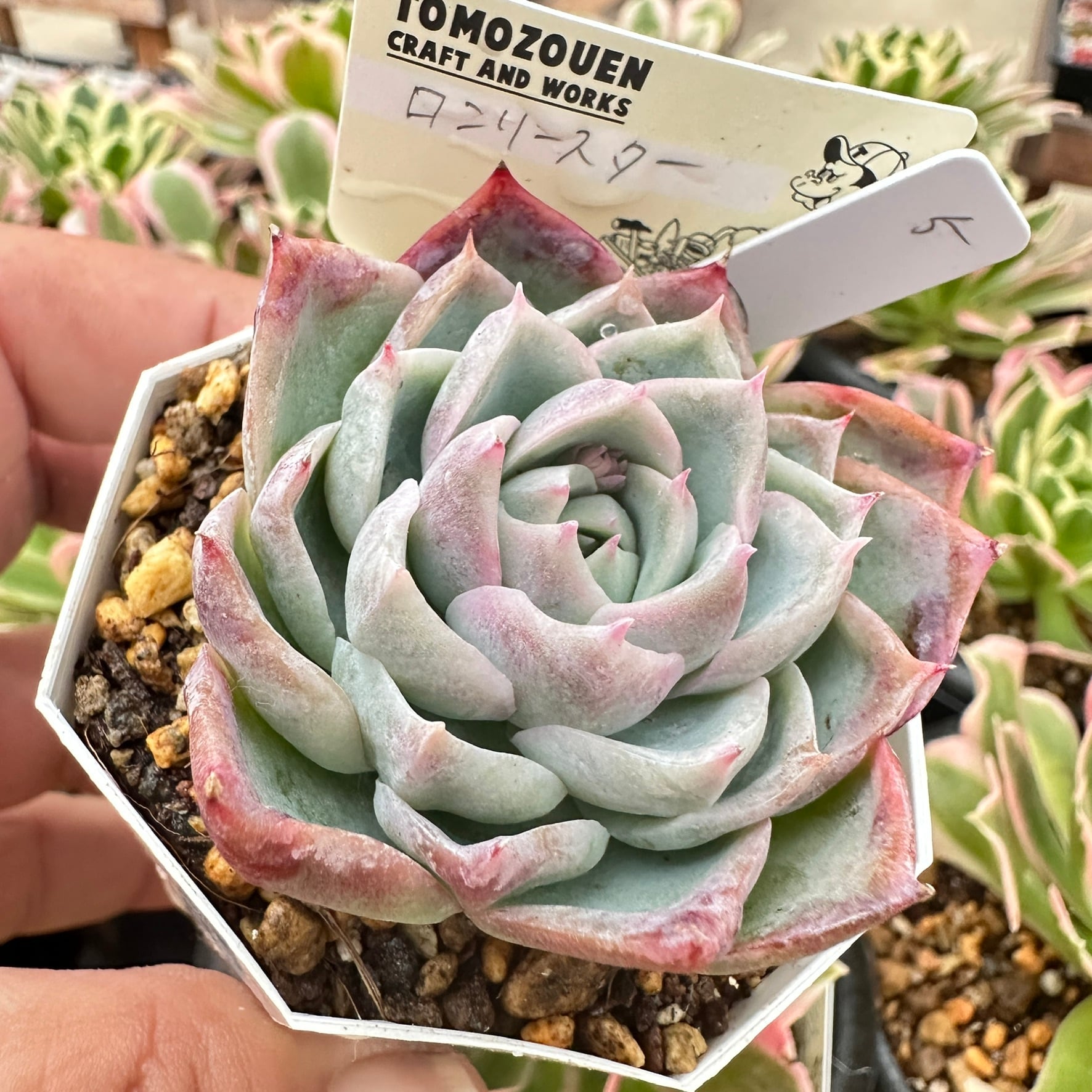 多肉植物アエオニウム錦 人気 ゴースト 魅影七彩‼️ 花顔‼️希少錦‼️抜き
