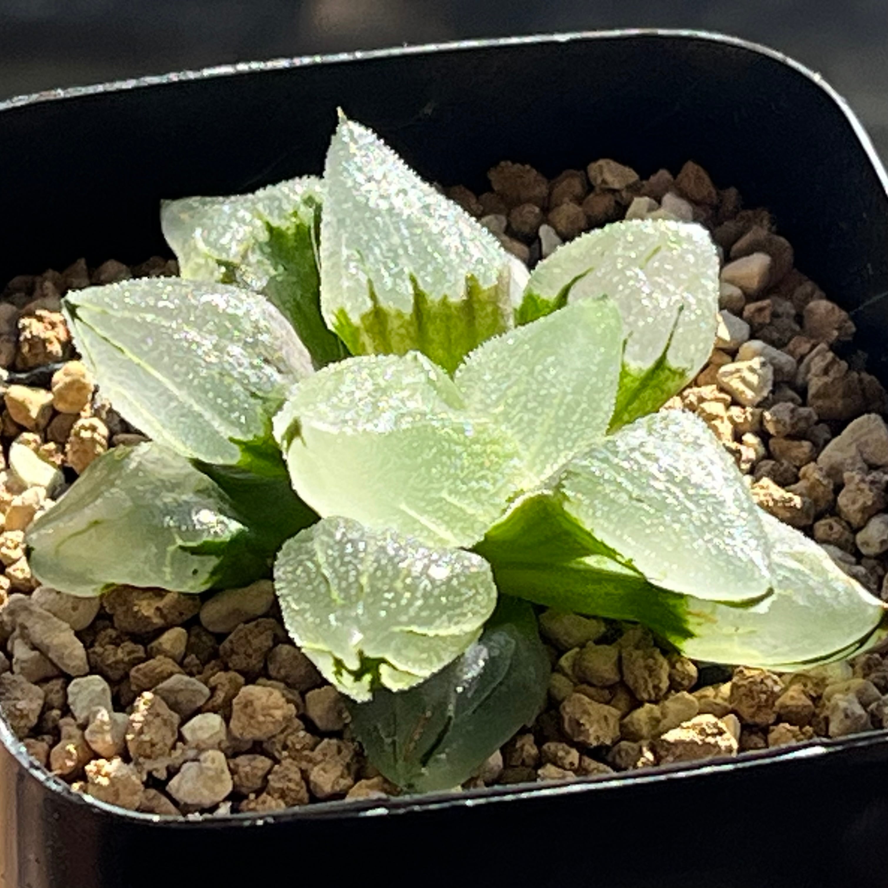 ハオルチア ピグマエアミュータント実生 特異株 | mocono_plants