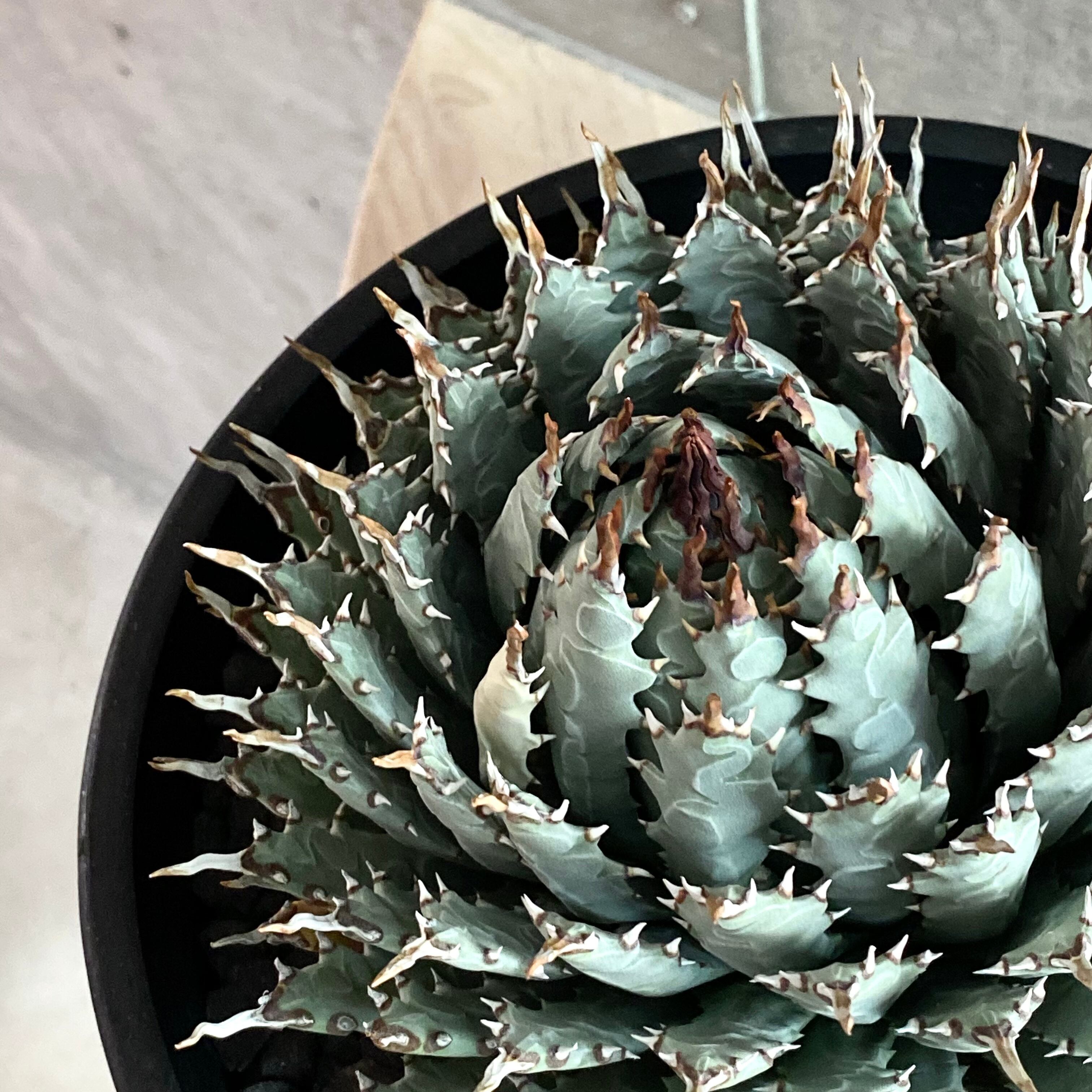 agave utahensis eborispina /アガベ ユタエンシス エボリスピナ