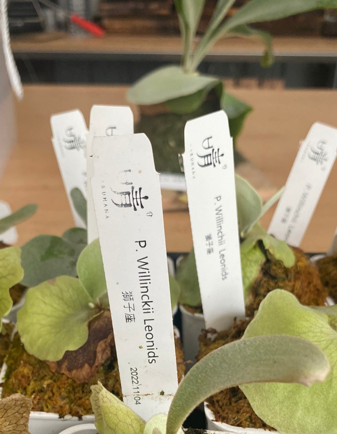P.willinckii Leonidas 【artPLANTs】ビカクシダ/Platycerium