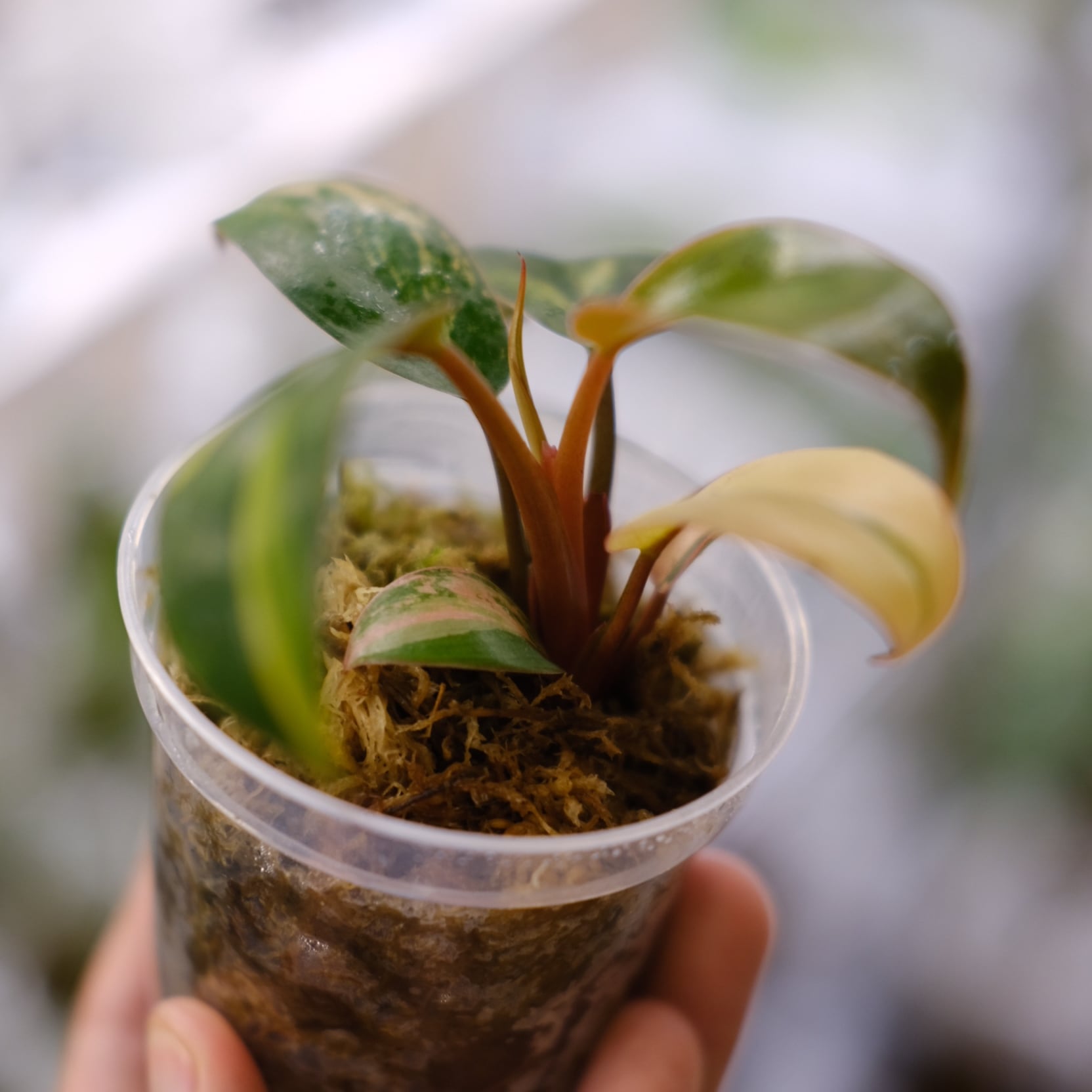 フィロデンドロン・レッドコンゴ / Philodendron Red Congo