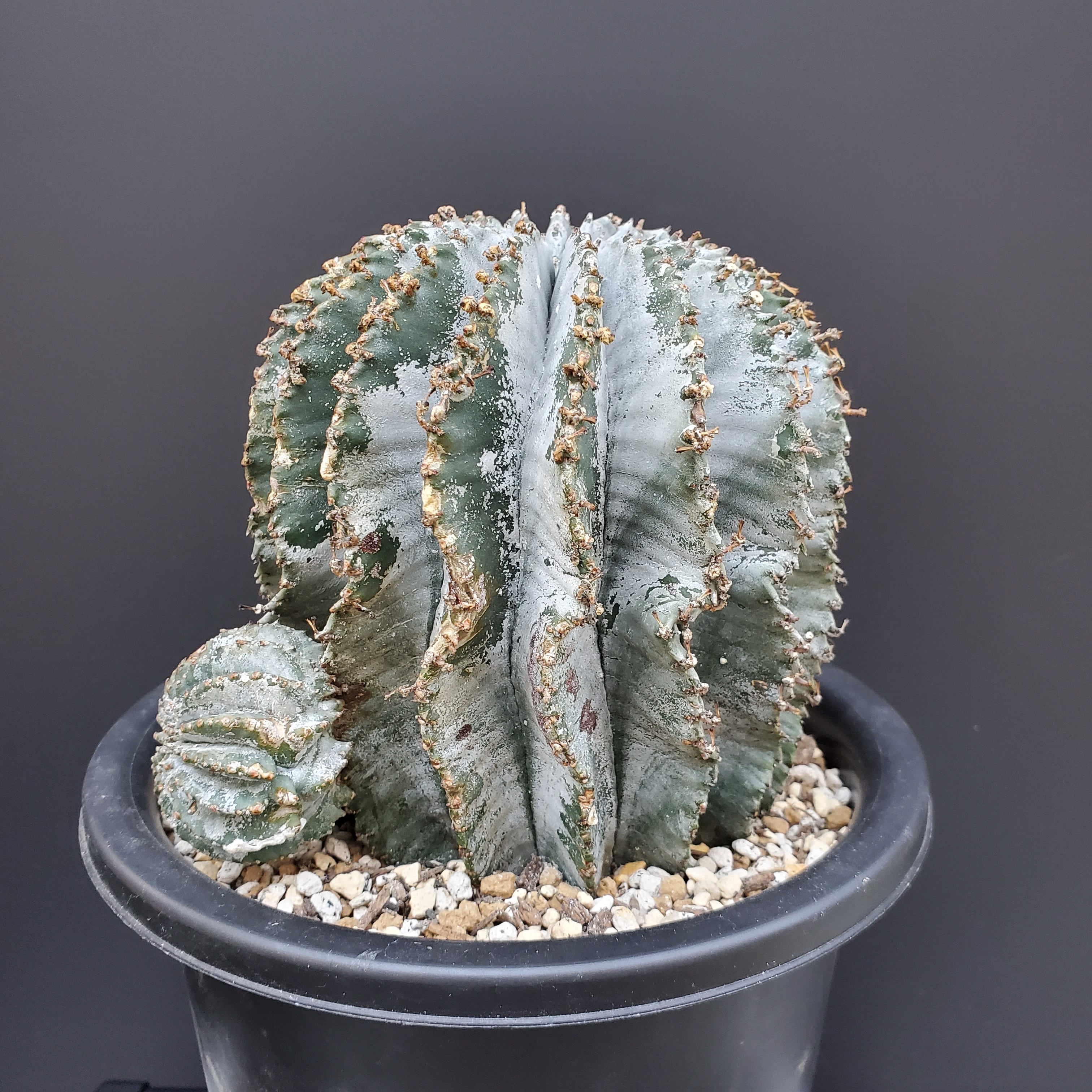 胴太】メス株 Euphorbia horrida ユーフォルビア ホリダ
