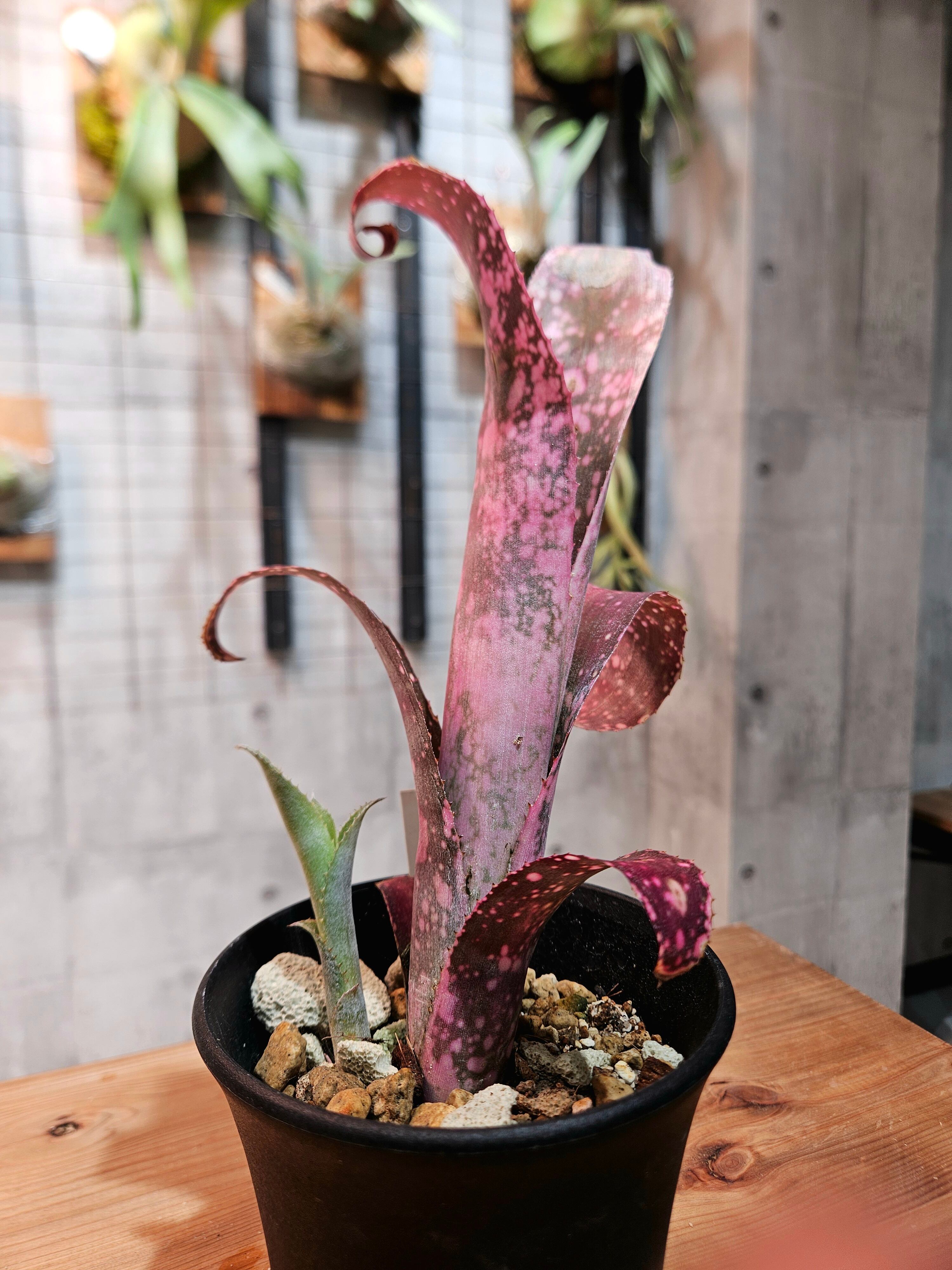 Billbergia Poguit Blanco × Pink Champagne【artPLANTs/PLANTS GARAGE
