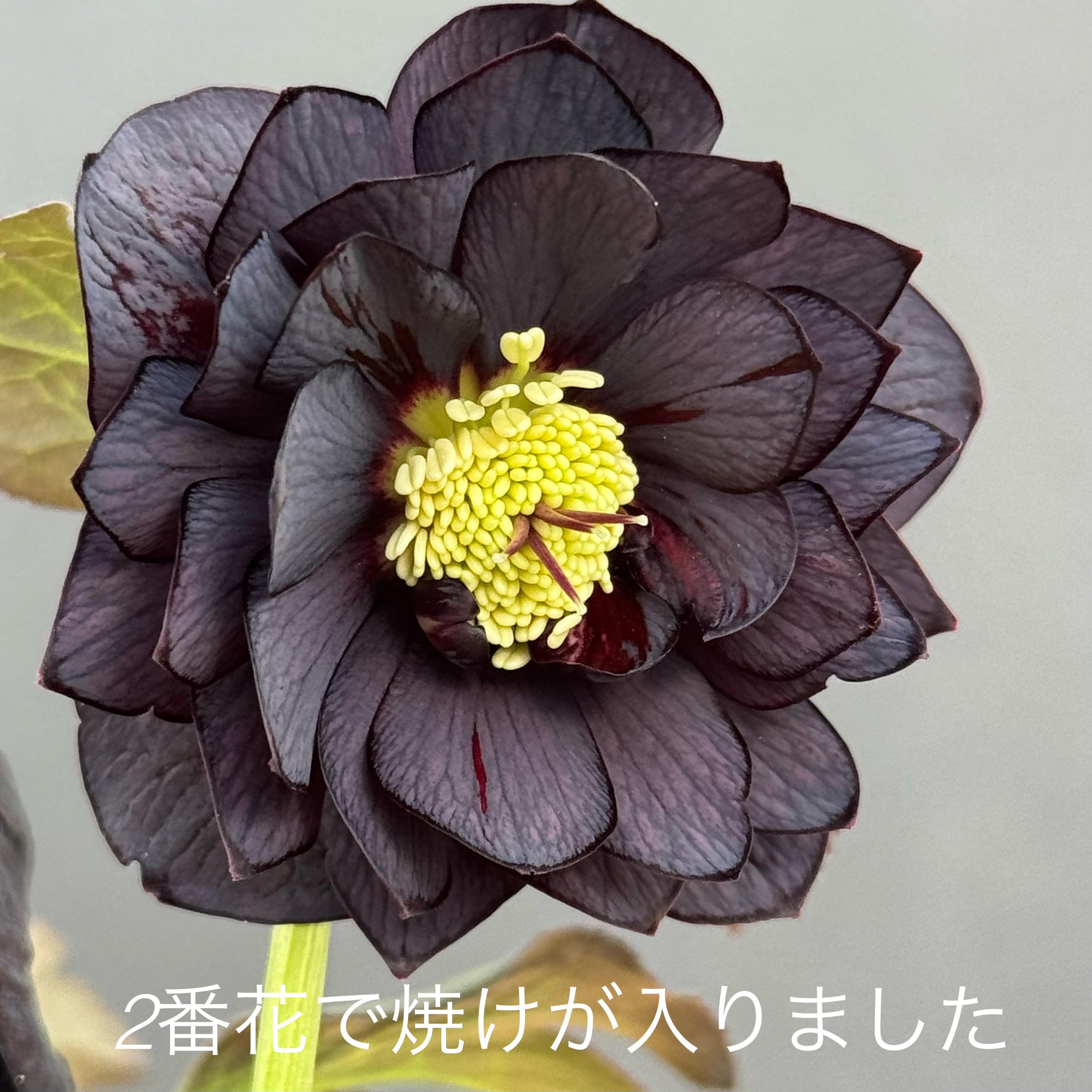 加藤農園クリスマスローズ開花株 超レア！SDモーリーイエロー