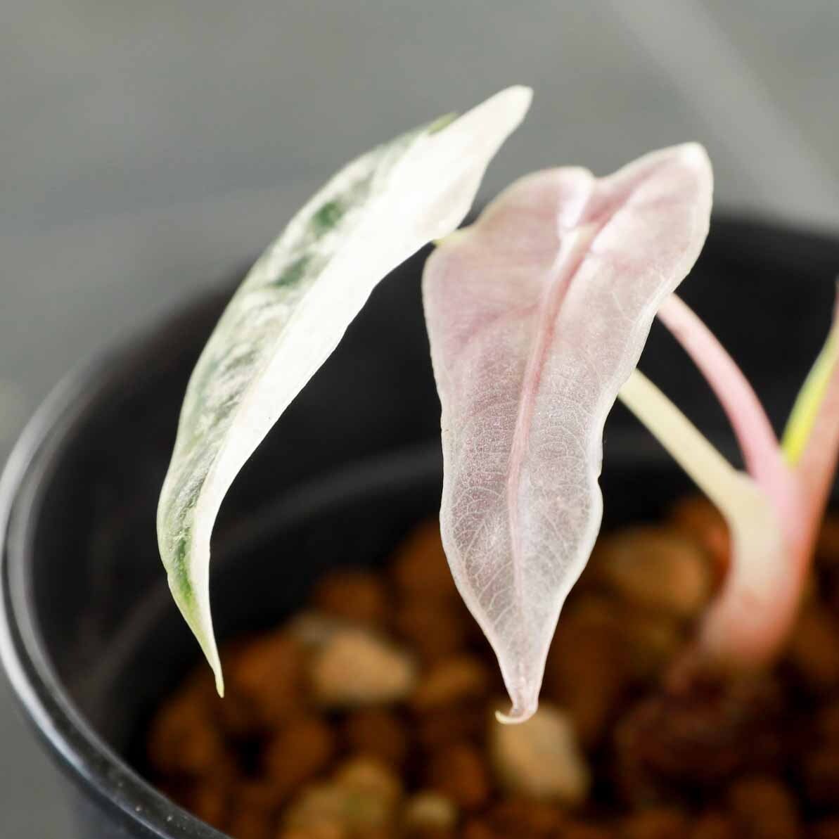 アロカシア バンビーノ ピンク斑入り Alocasia Bambino pink