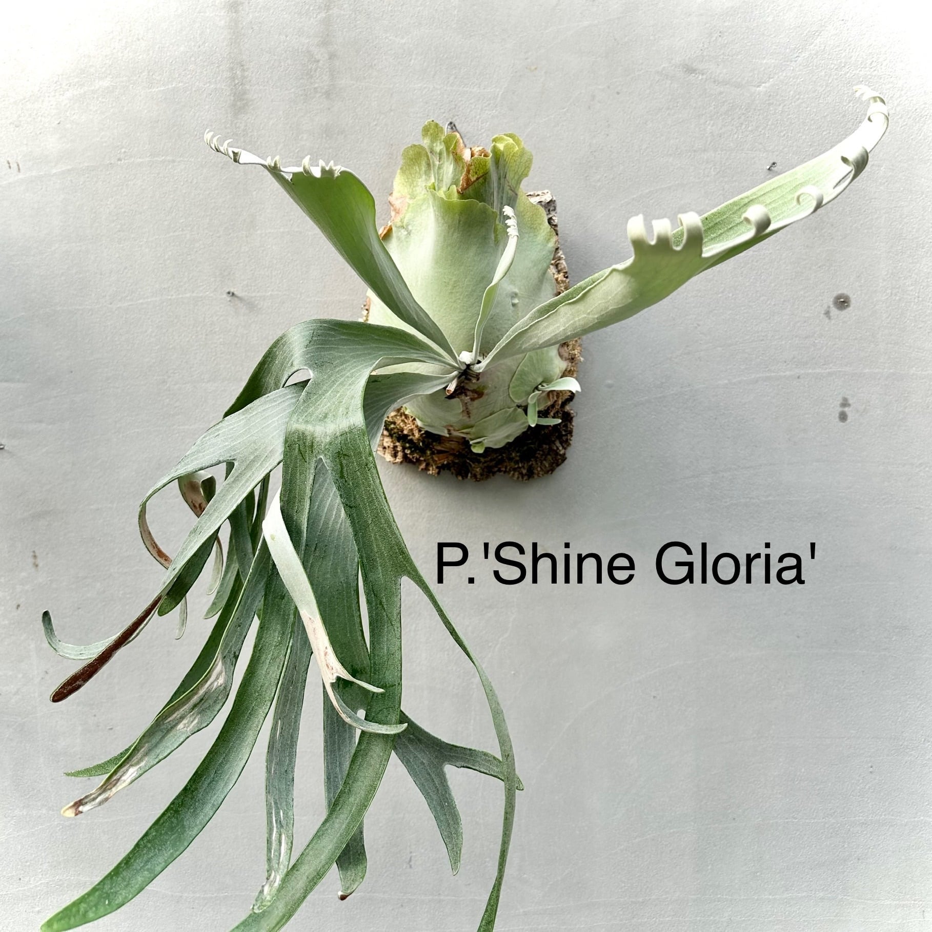 P. 'Shine Gloria' 'シャイングロリア' | vandaka plants