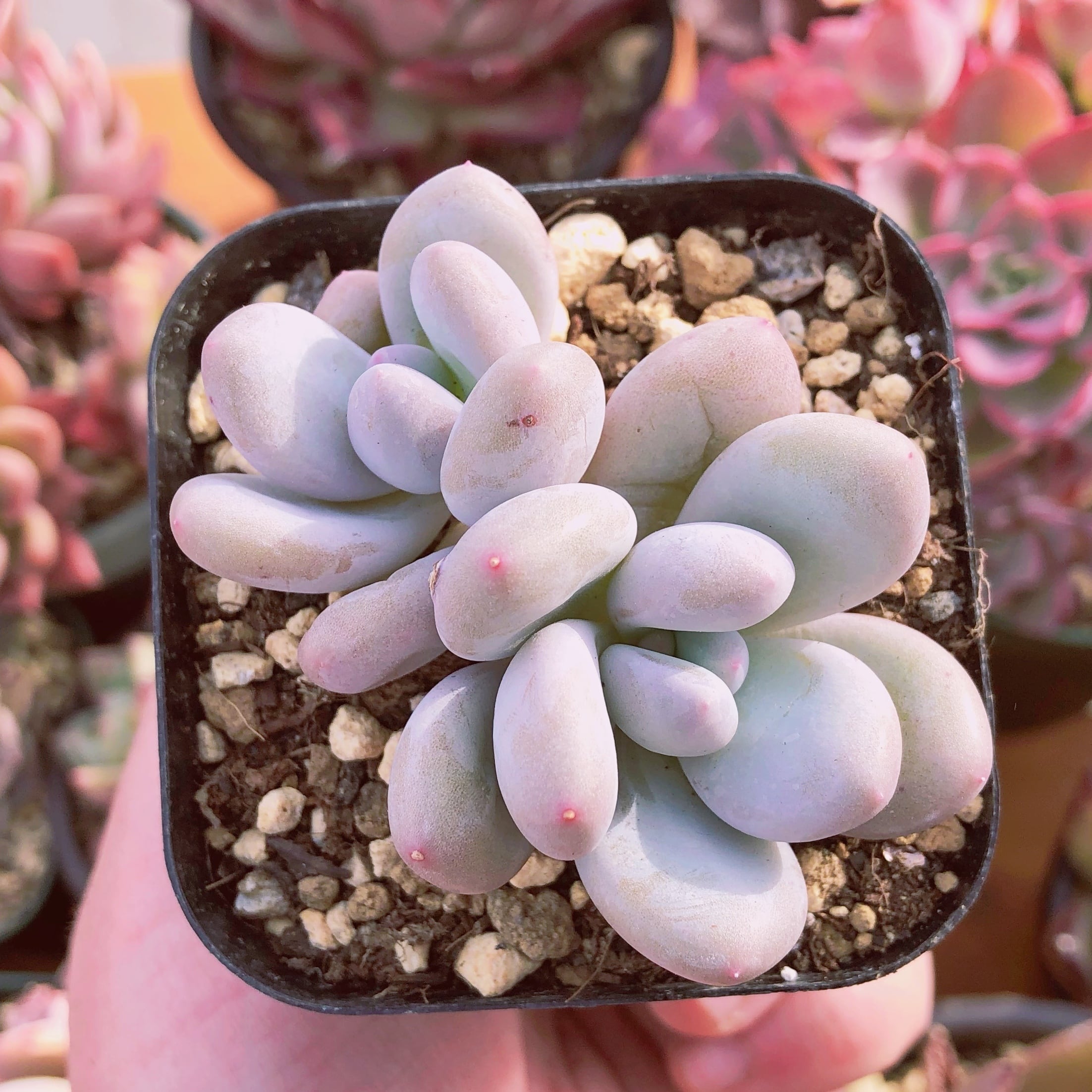 多肉植物 香水 2～3頭 群生 | るる農園~多肉植物専門