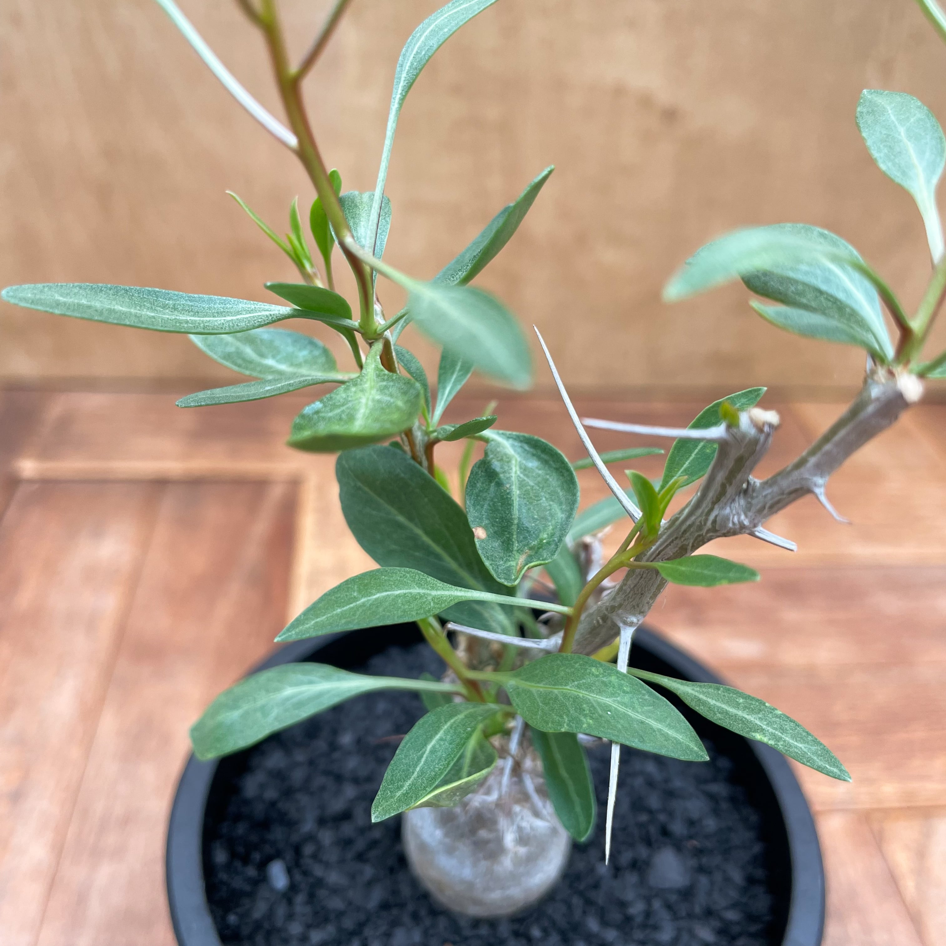 Fouquieria columnaris【フォークイエリア・観峰玉】 | RIMO'S GREEN
