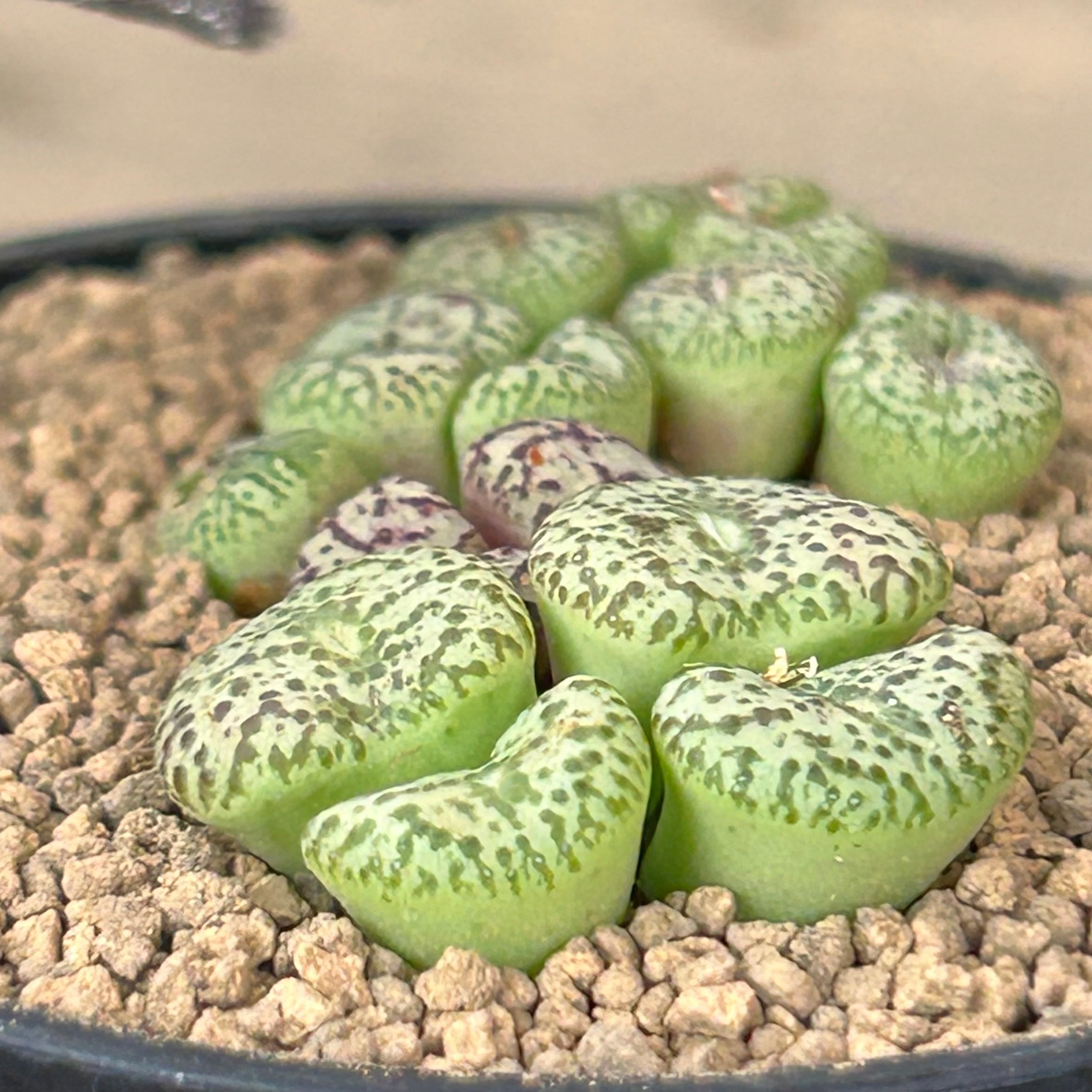 コノフィツム ミニマム ウィッテベルゲンセ 実生 | RuPo 多肉植物専門店