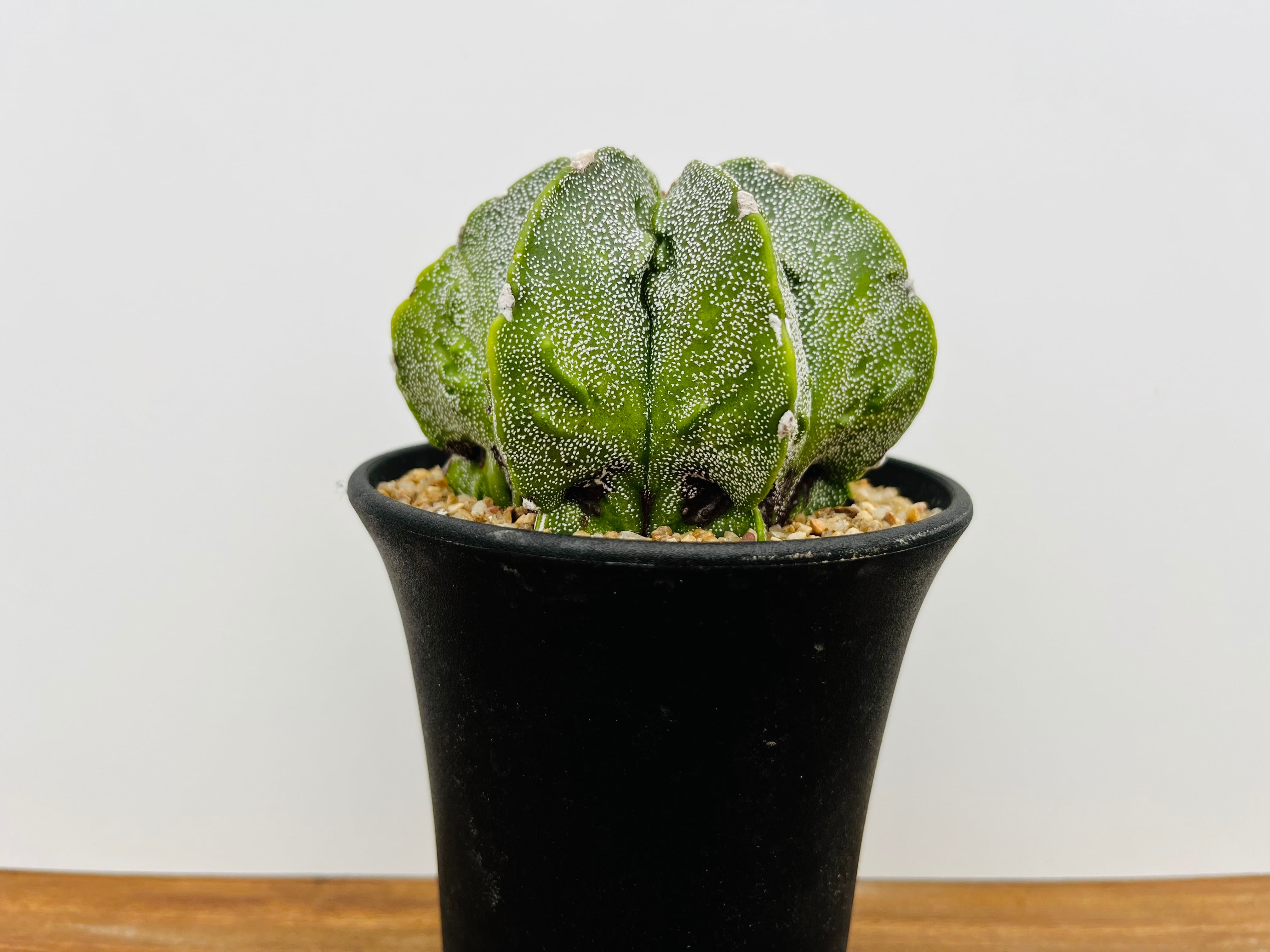 Astrophytum myriostigma アストロフィツム 複隆ランポー 複隆鸞鳳玉