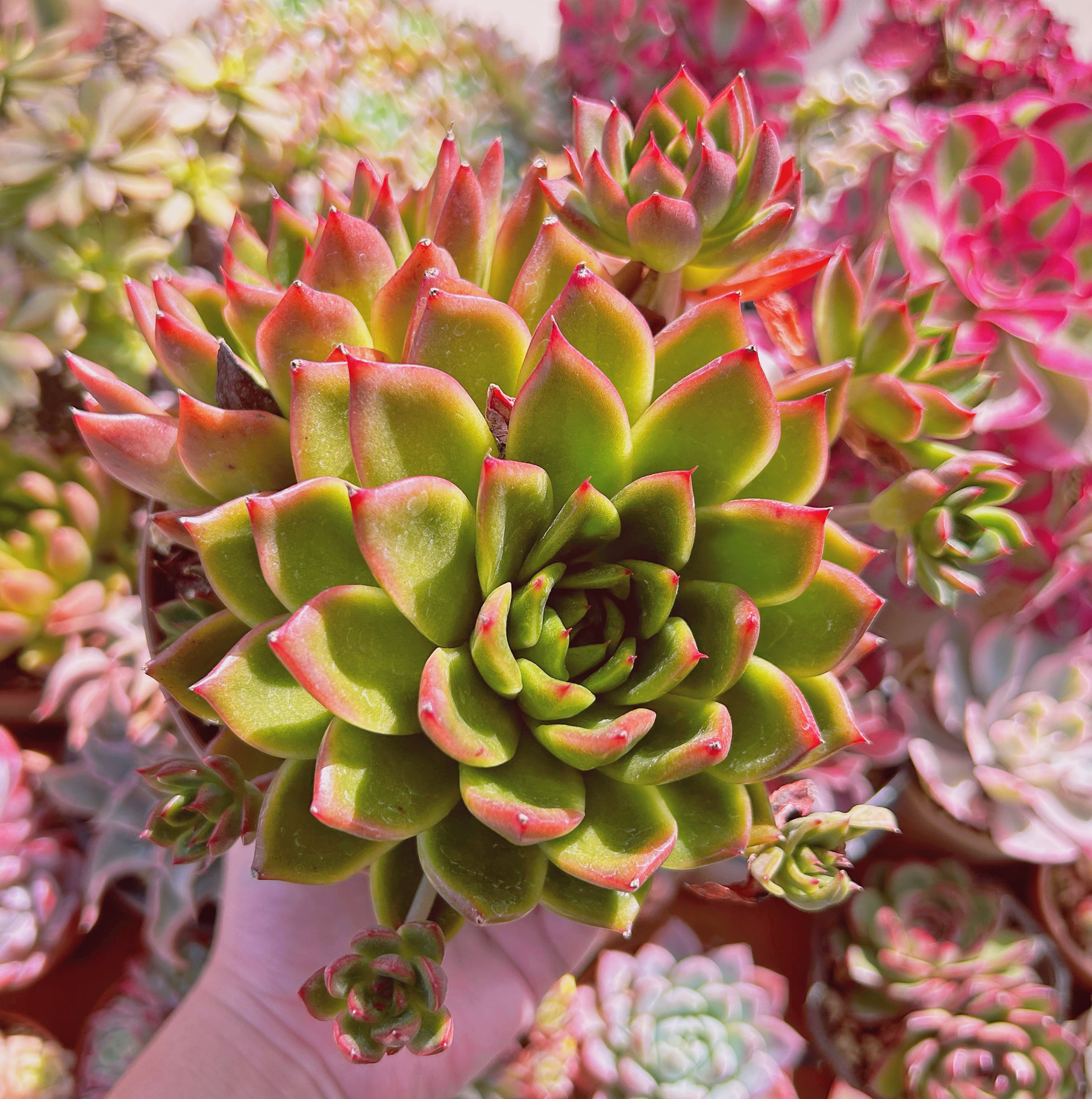 現物 多肉植物 Echeveria カリスト 特大 抜き苗 | るる農園~多肉植物専門