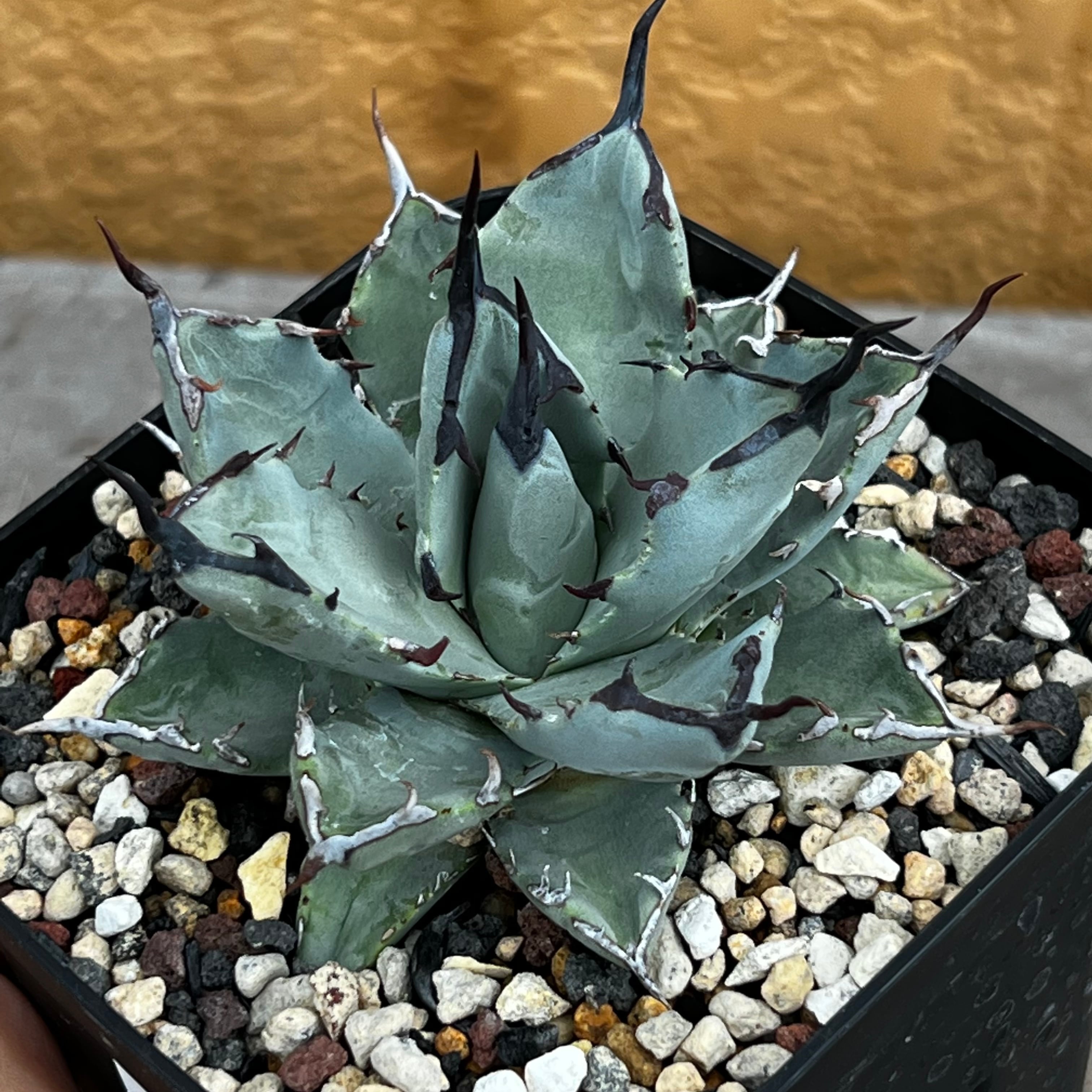 12. アガベ ユタエンシス ネバデンシス×チタノタBB 陽炎 | KOBE AGAVE SHOP