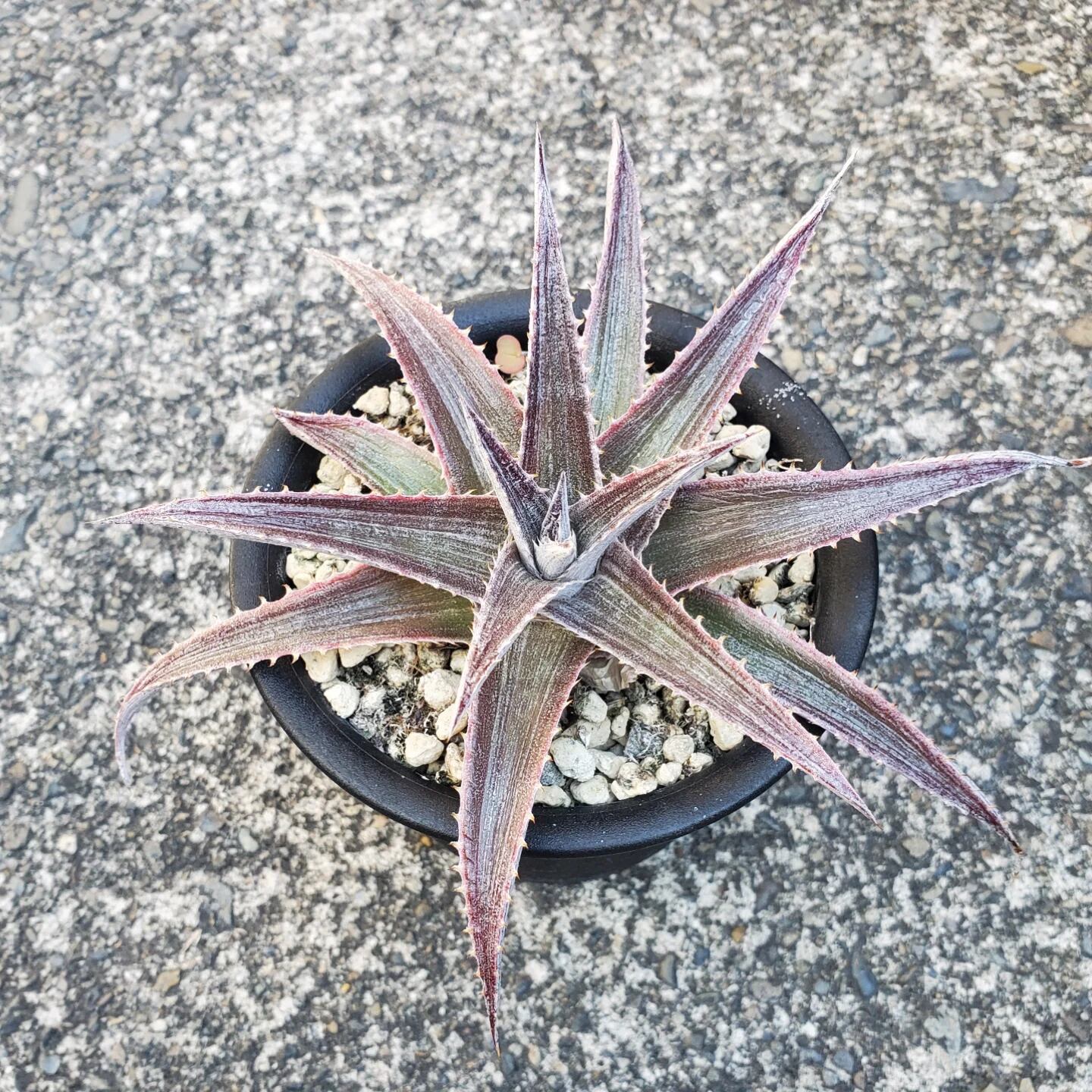 F00540_Aloe Hybrid：アロエ・ハイブリッド | レアプランツ通販サイト