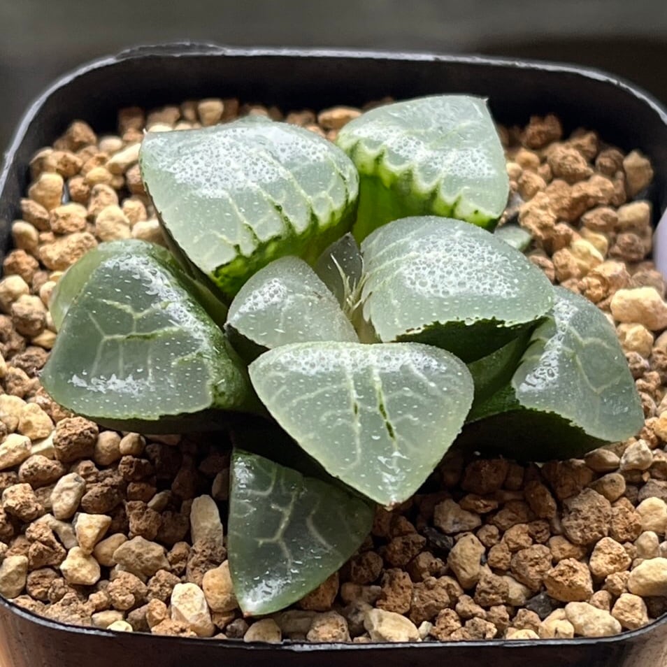ハオルチア 月光女神(微発根）⑦ | mocono_plants