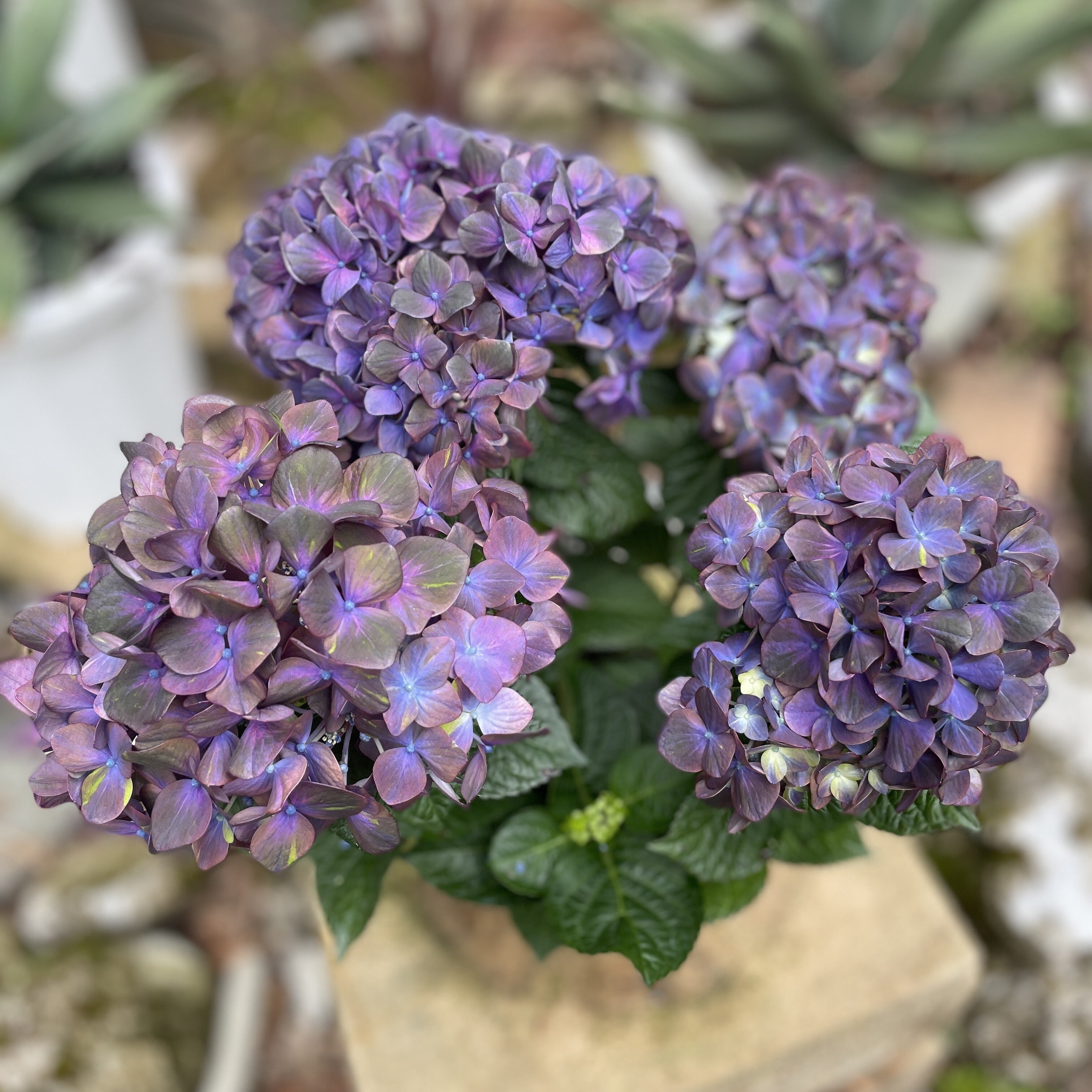 アジサイ マジカルチョコレート○4号 希少 良苗 紫陽花 マジカル