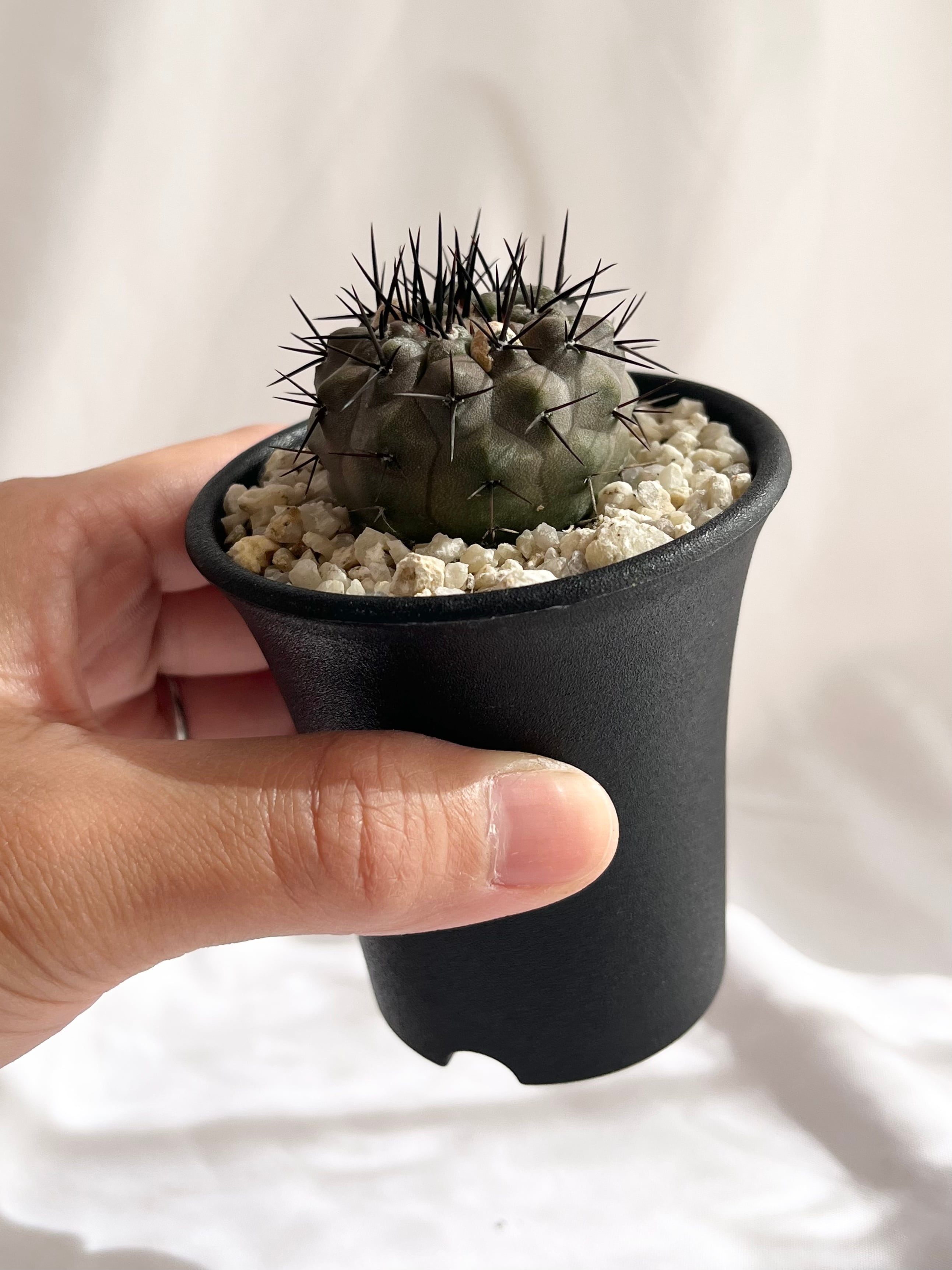 Copiapoa cinerea コピアポア シネレア 黒王丸 サボテン | plants MARU