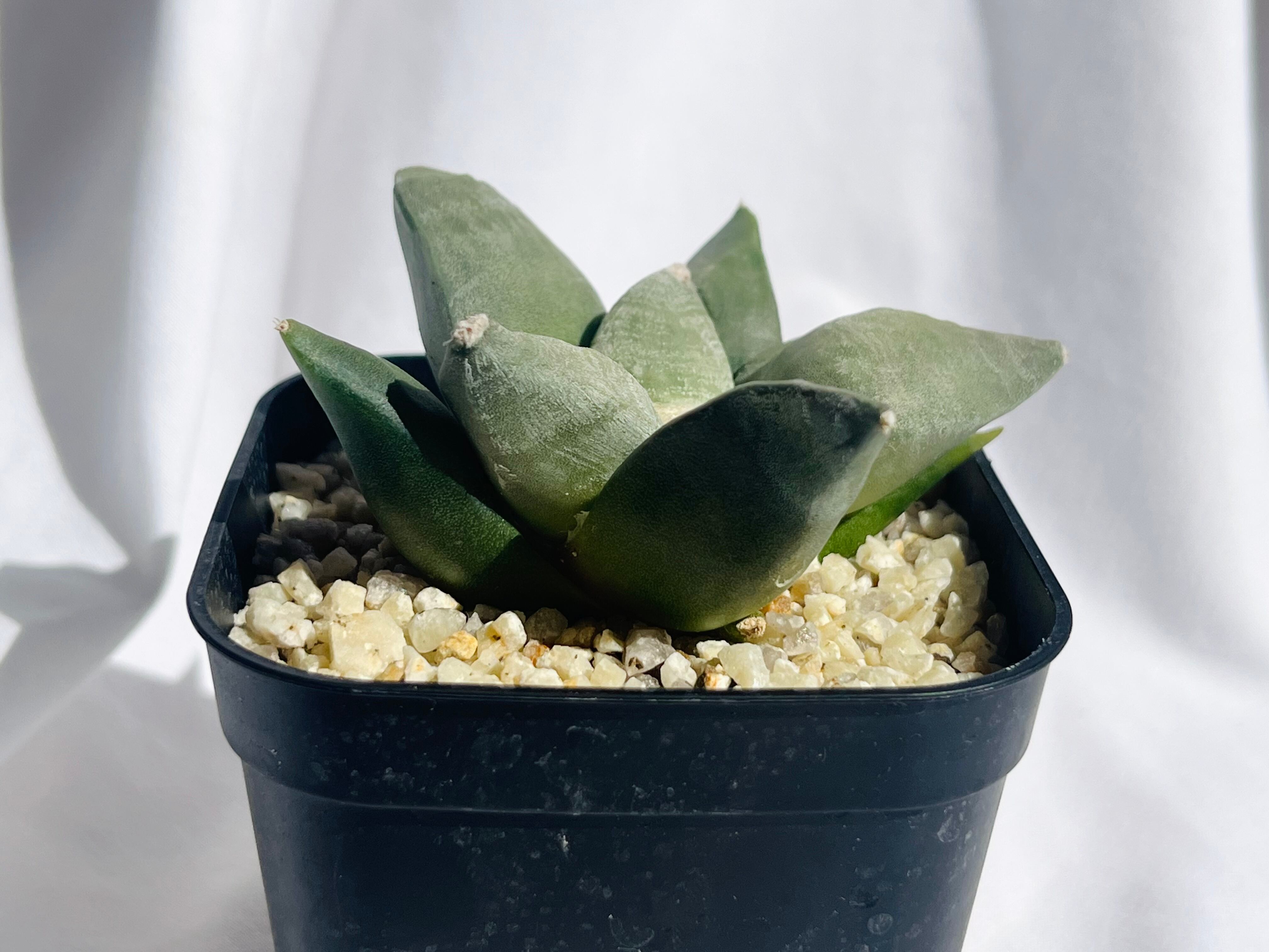 Ariocarpus furfuraceus f. アリオカルプス 大疣青磁牡丹 サボテン