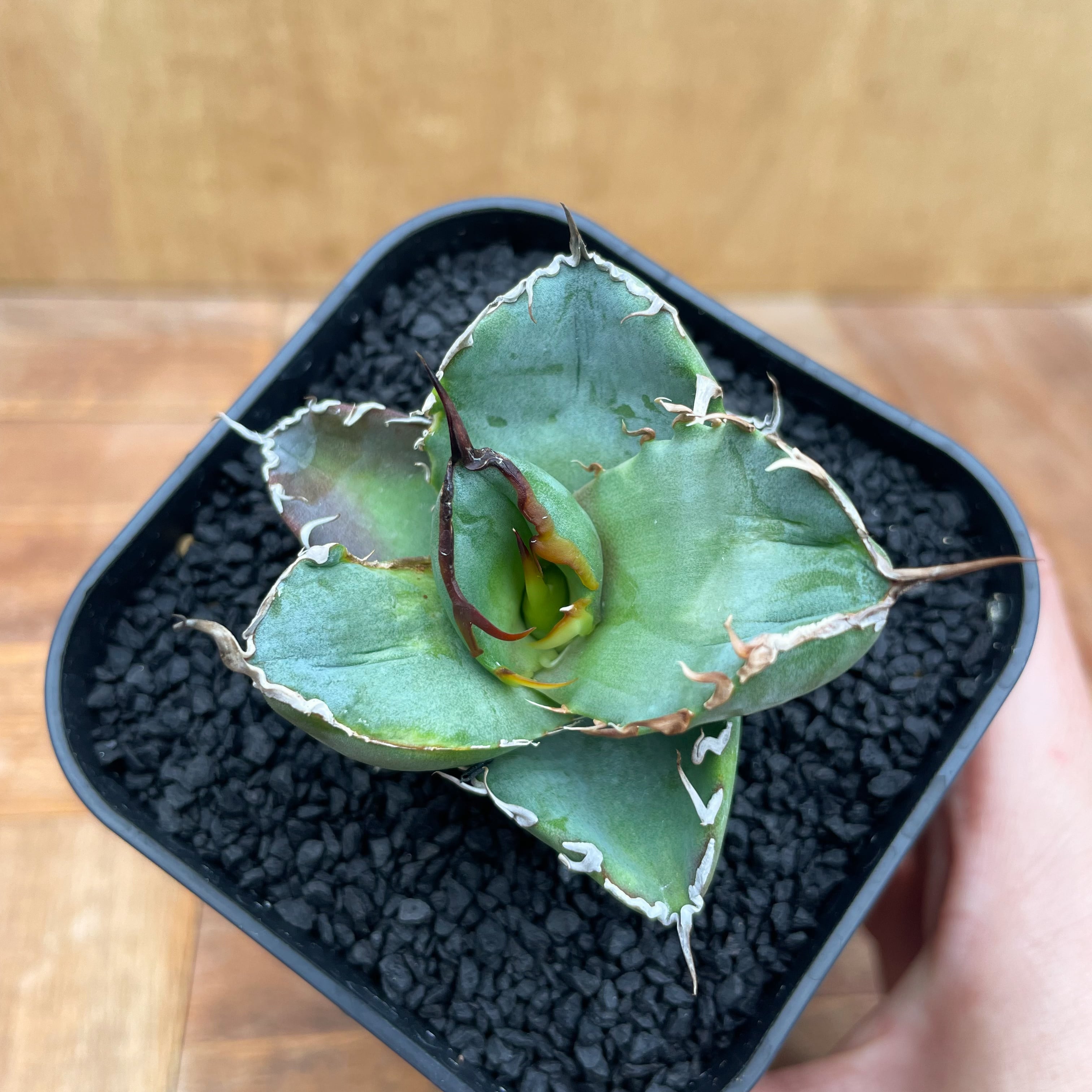 Agave titanota 【チタノタ・短葉ダルマ葉】 | RIMO'S GREEN 【Saboten