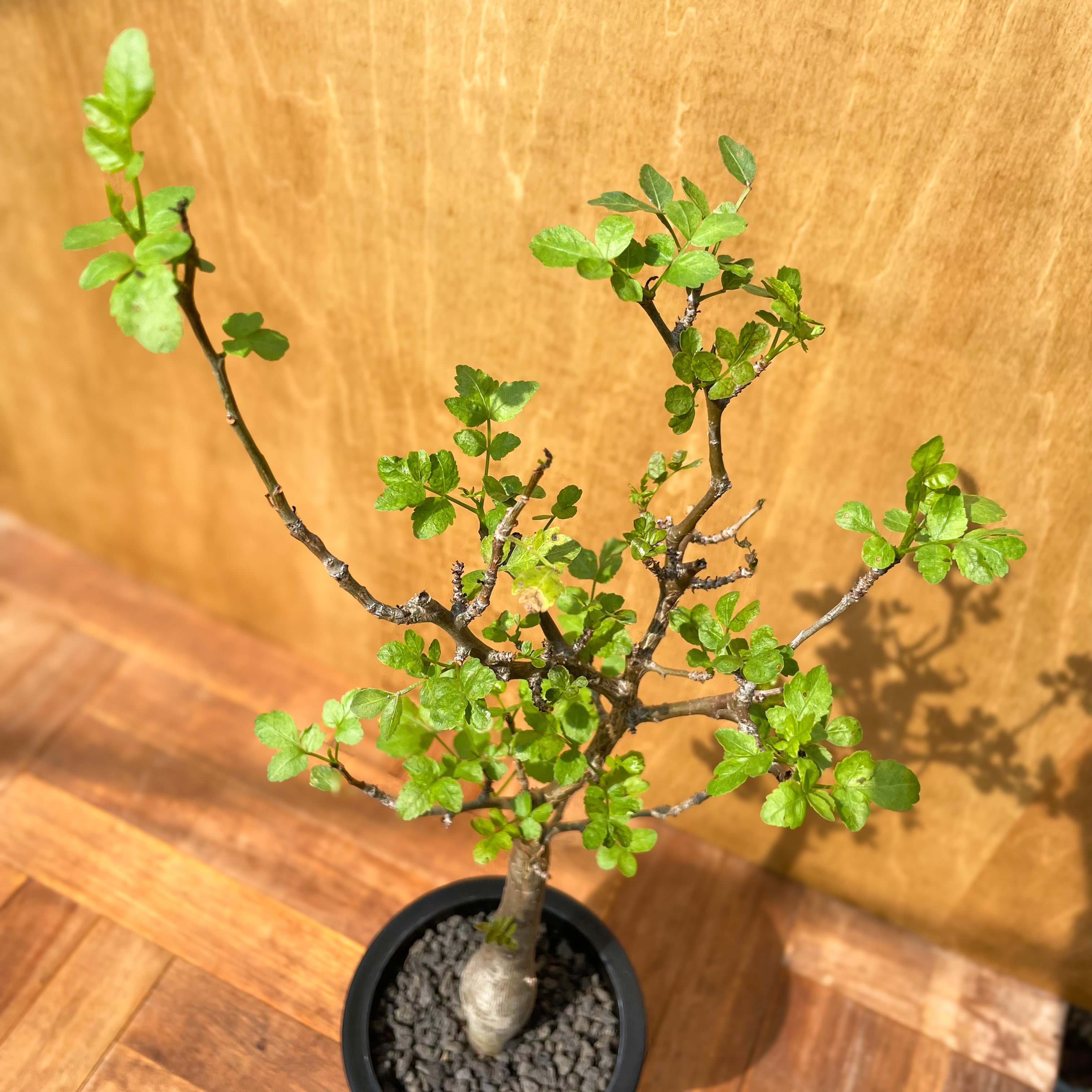 Bursera fagaroides【ブルセラ・ファガロイデス・実生】 | RIMO'S