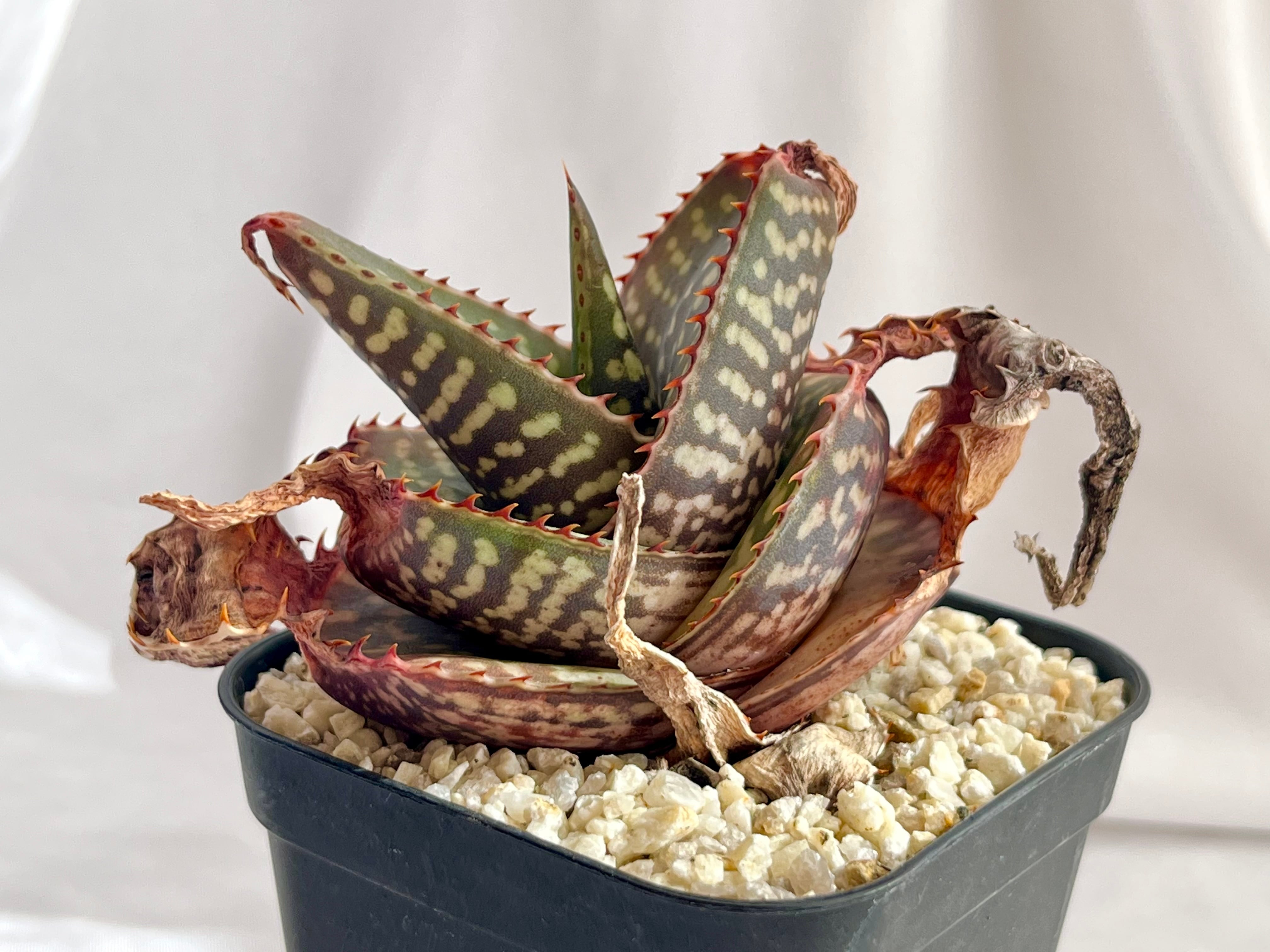 Aloe TCT Hybrid・親株・4子株付き・抜き苗 Aloe TCT Hybrid・親株・抜苗
