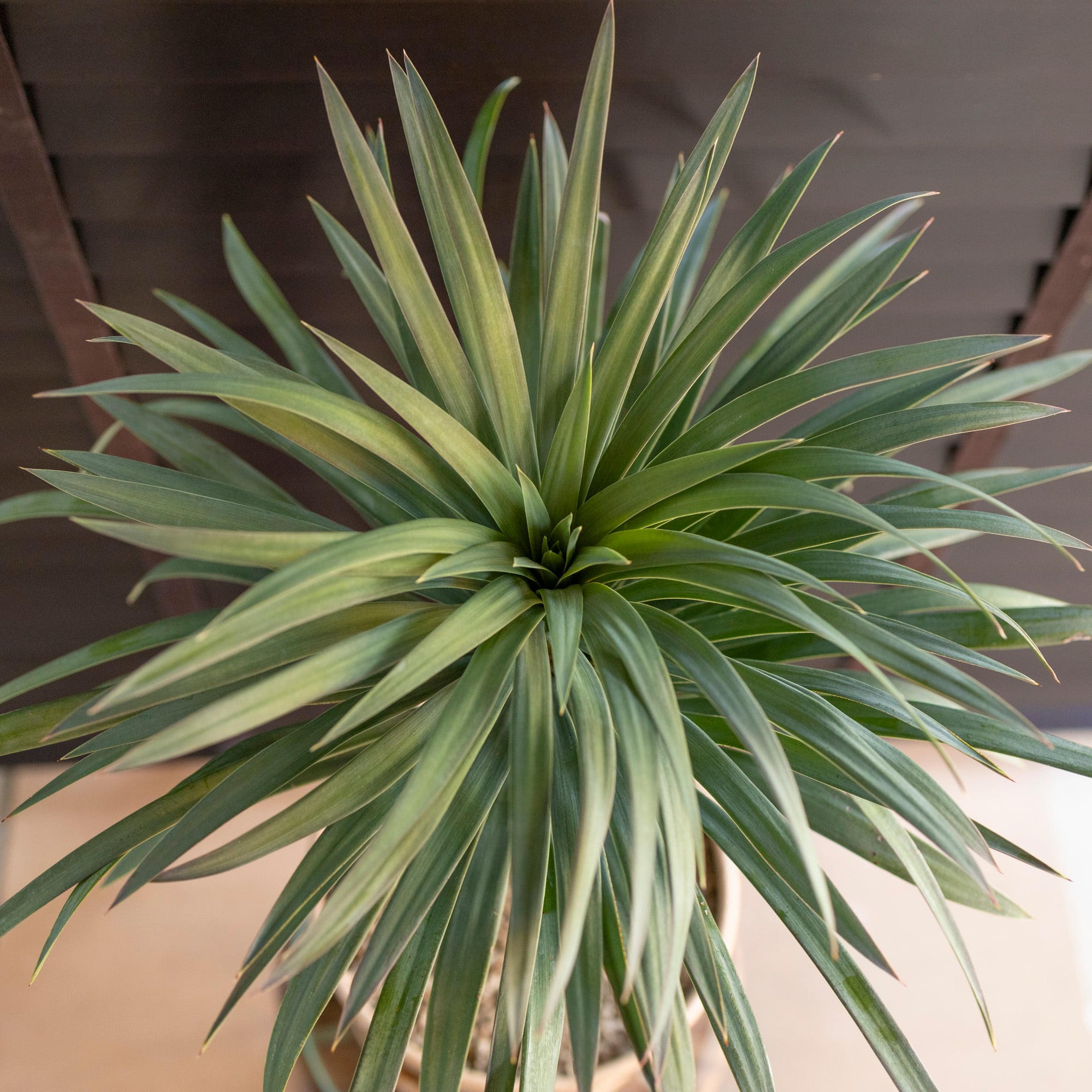 ユッカ デスメティアーナ Yucca Desmetiana 7.5号 スネーク鉢 1110SN