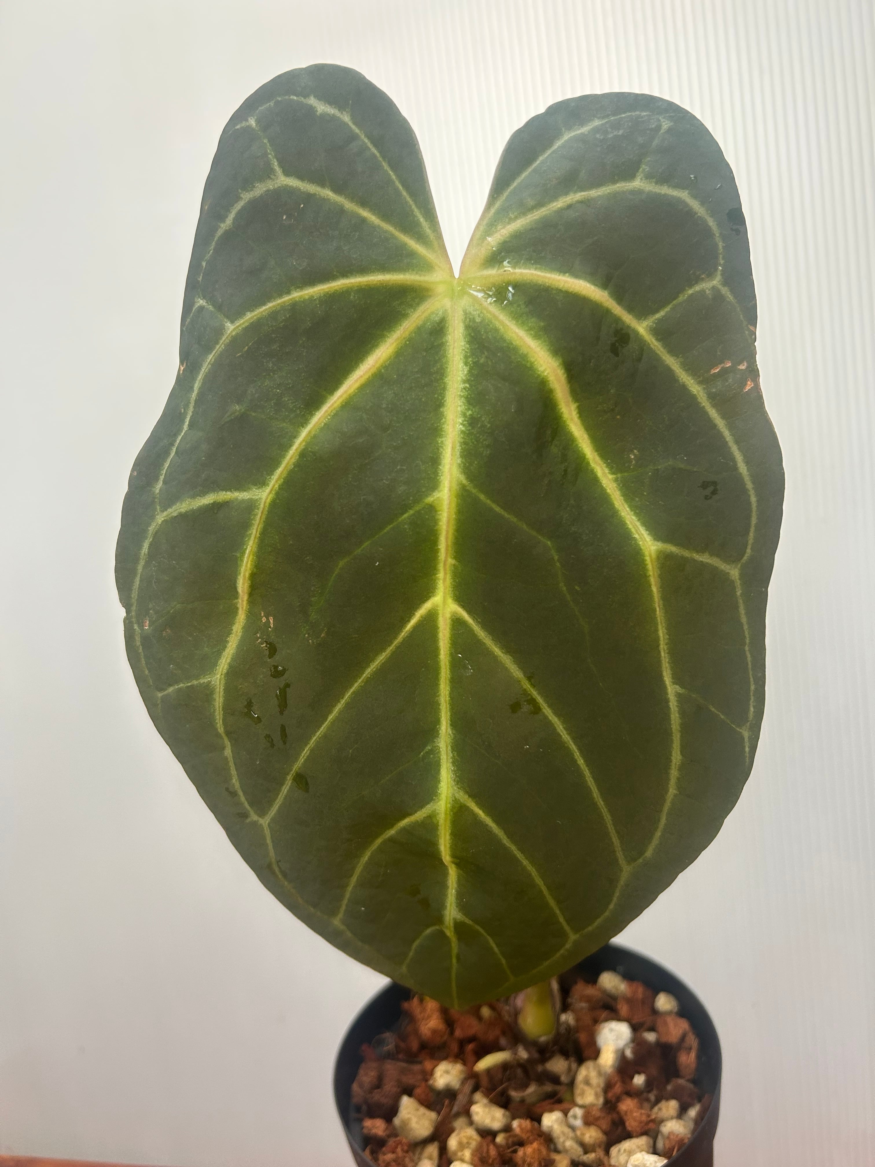 Anthurium | BA PLants