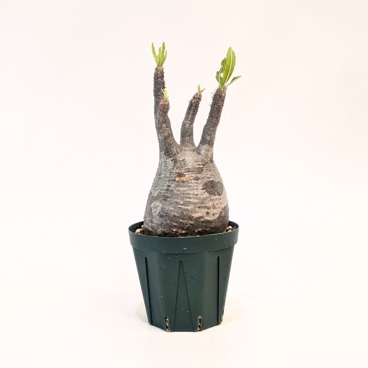 パキポディウム ロスラーツム グラキリス Pachypodium rosulatum var