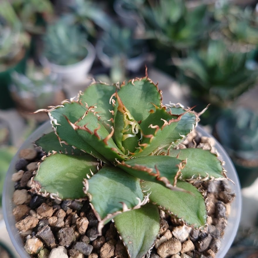 アガベ チタノタ フィリグリー 6 Agave titanota filigree | 多肉植物