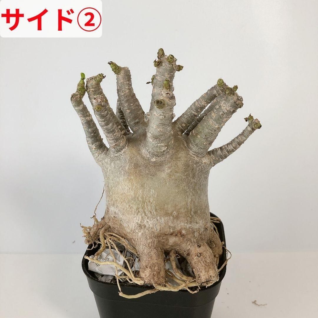 SA23 4～5号 アデニウム アラビカム たこ足 美形 コーデックス | Ticklet