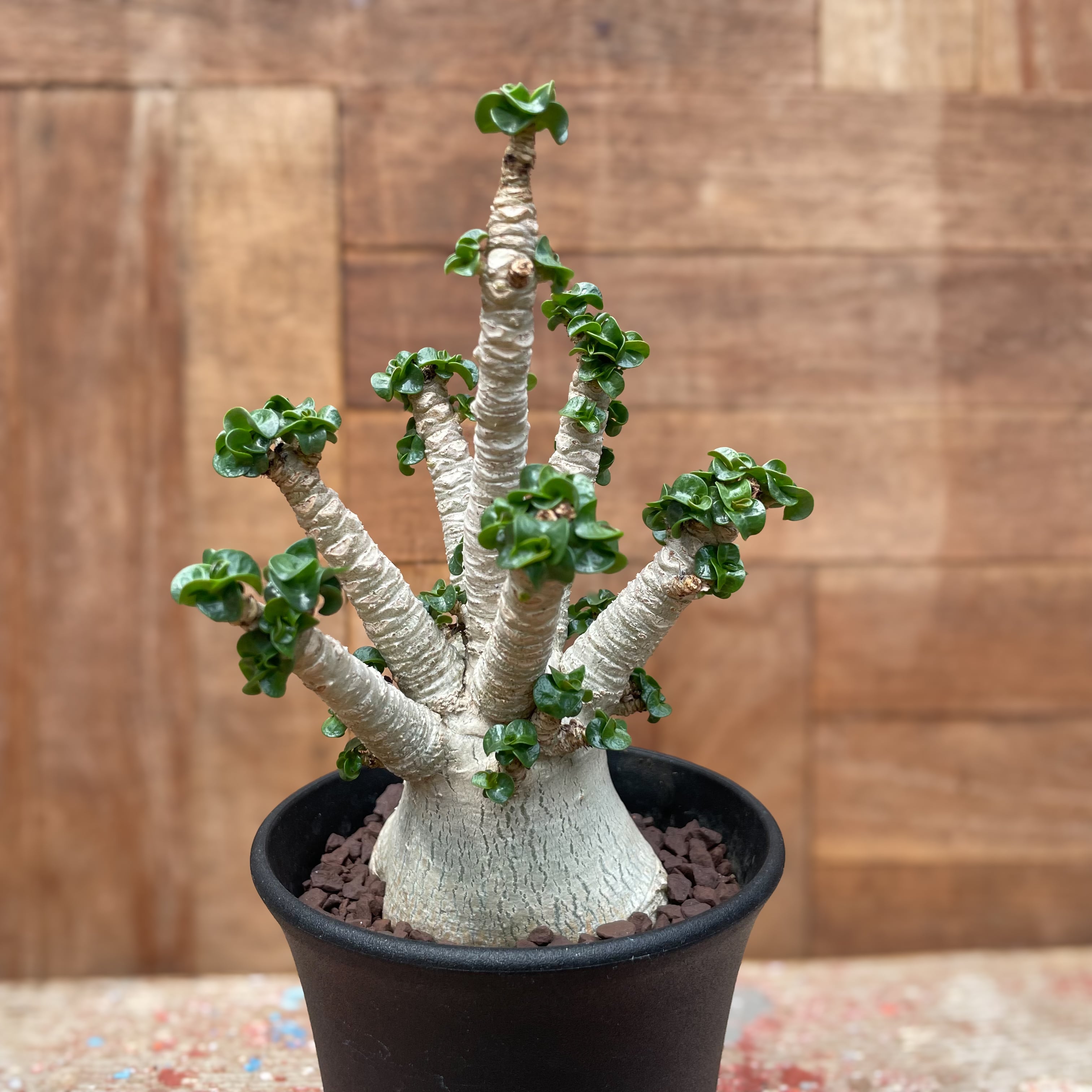 Adenium arabicum curly【アデニウム・獅子葉アラビカム】 | RIMO'S