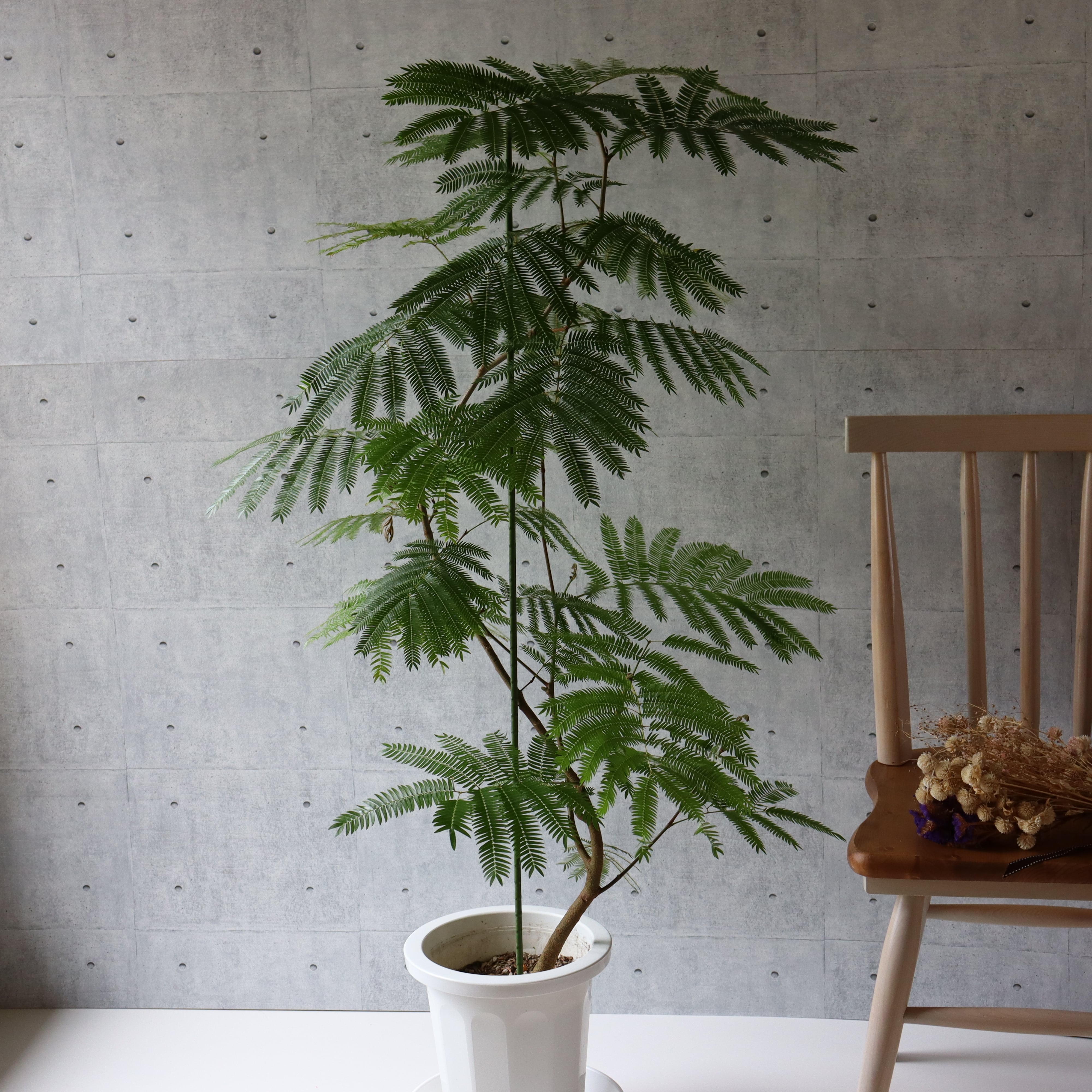綺麗な樹形◎大型130cm】エバーフレッシュ 曲がり 実付き | 観葉植物