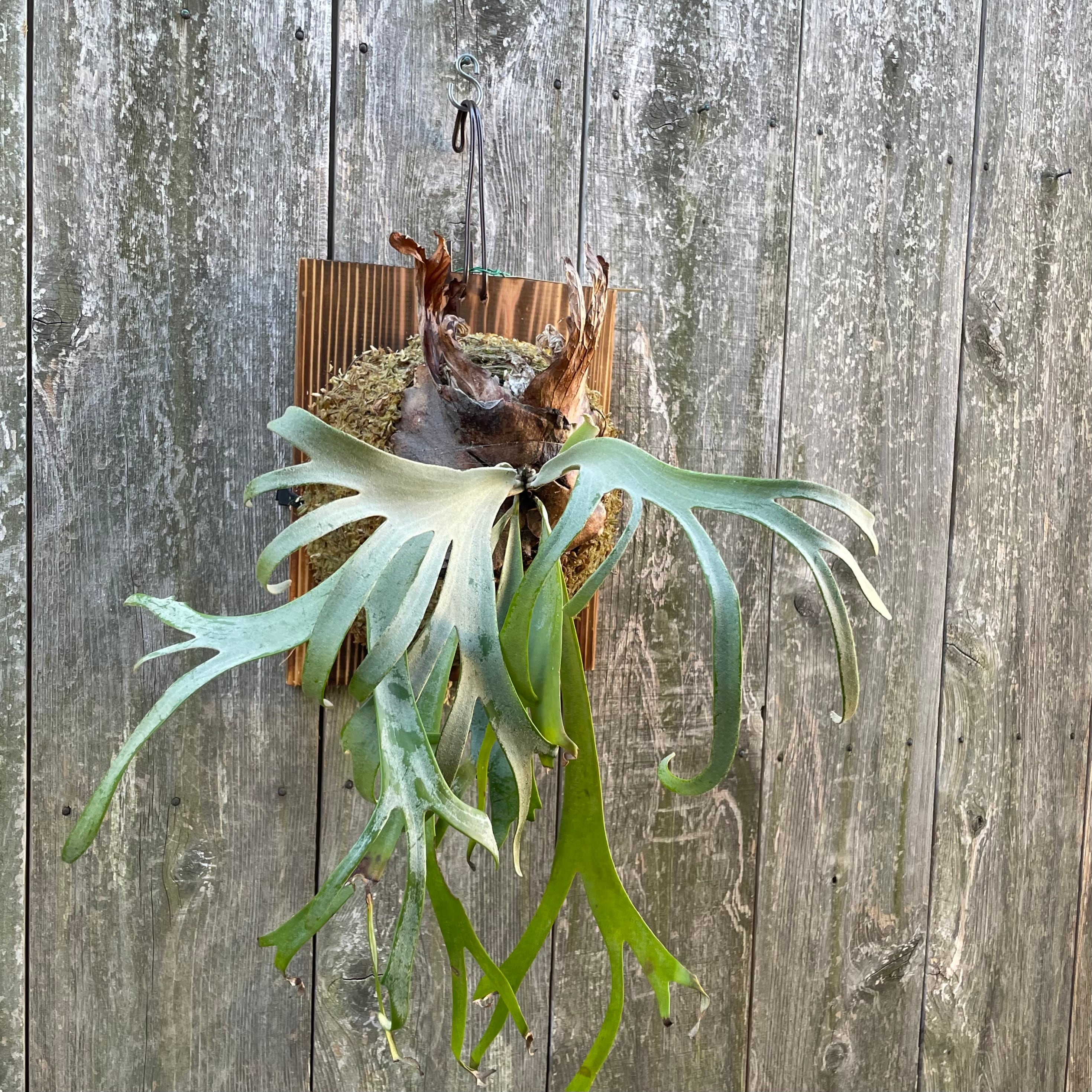 P. willinckii cv. Sombrero (pup) ビカクシダ ビカクシダ P