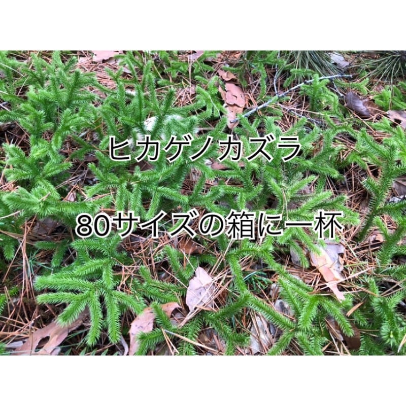 ☆ヒカゲノカズラ☆100サイズの箱に一杯☆採りたてを発送！☆信州産