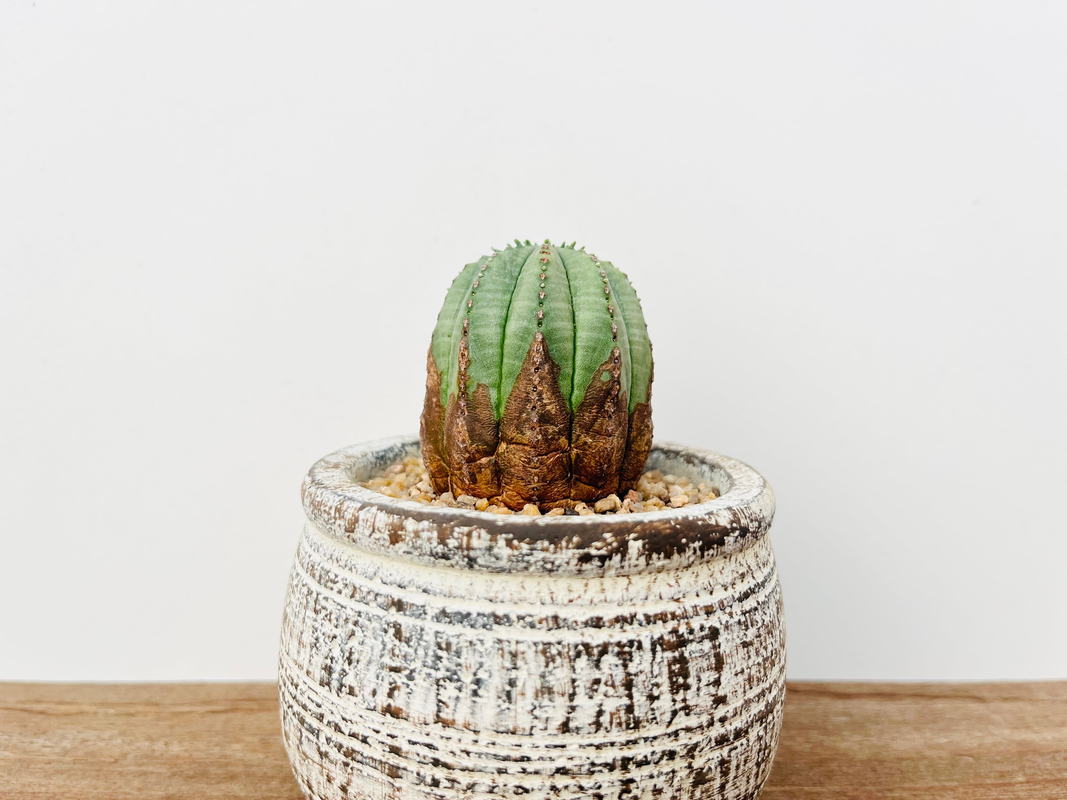 Euphorbia Obesa ユーフォルビア・オベサ梵天 多肉植物 | plants MARU