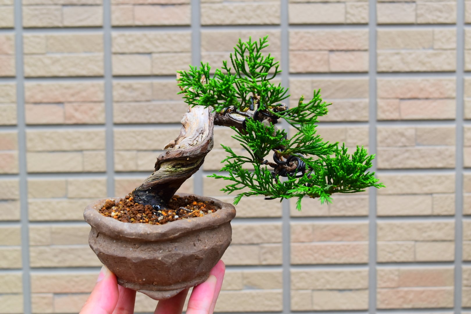 真柏 半懸崖 | 大和盆樹園