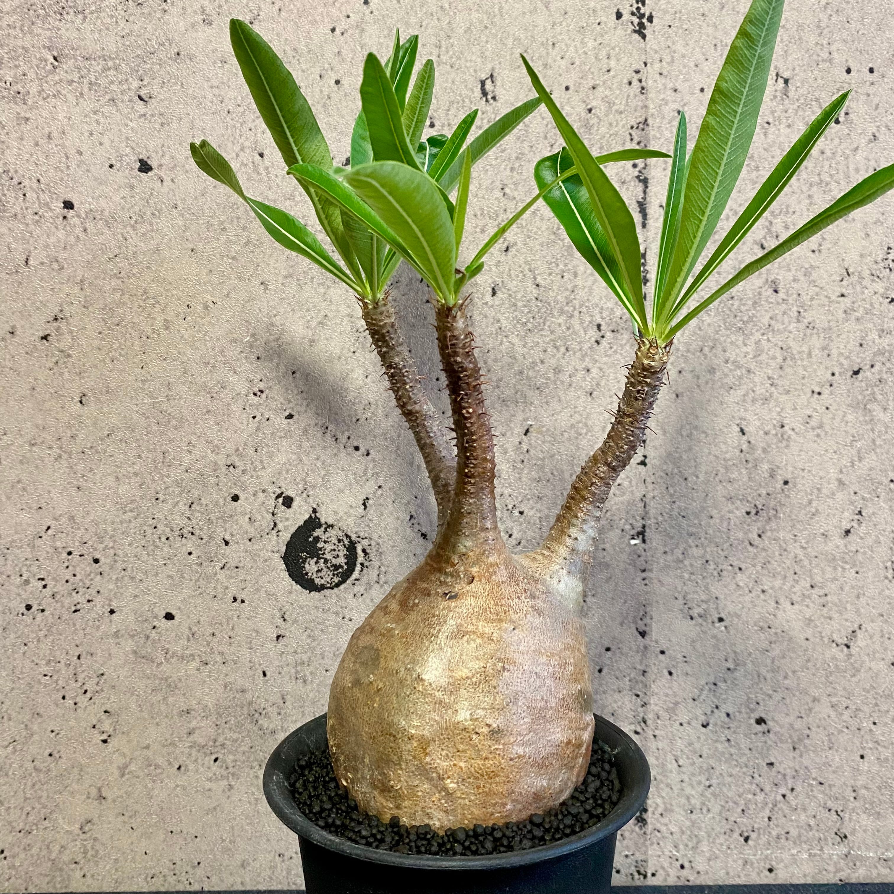 良型！パキポディウム 『グラキリス』 | Planet Plants プラネットプランツ