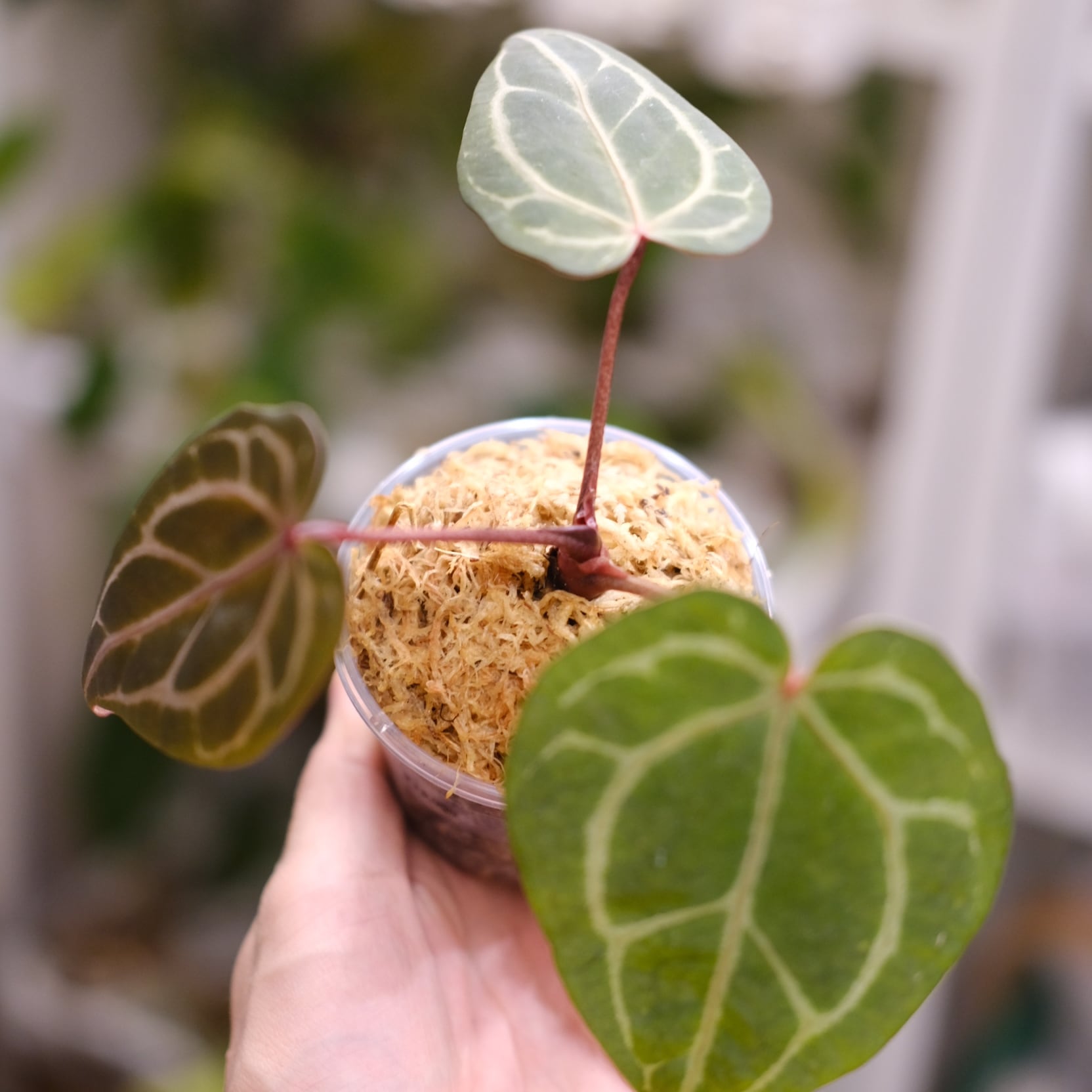 Anthurium. SKG Pink Lemonade × A.Zara Michelle / アンスリウム