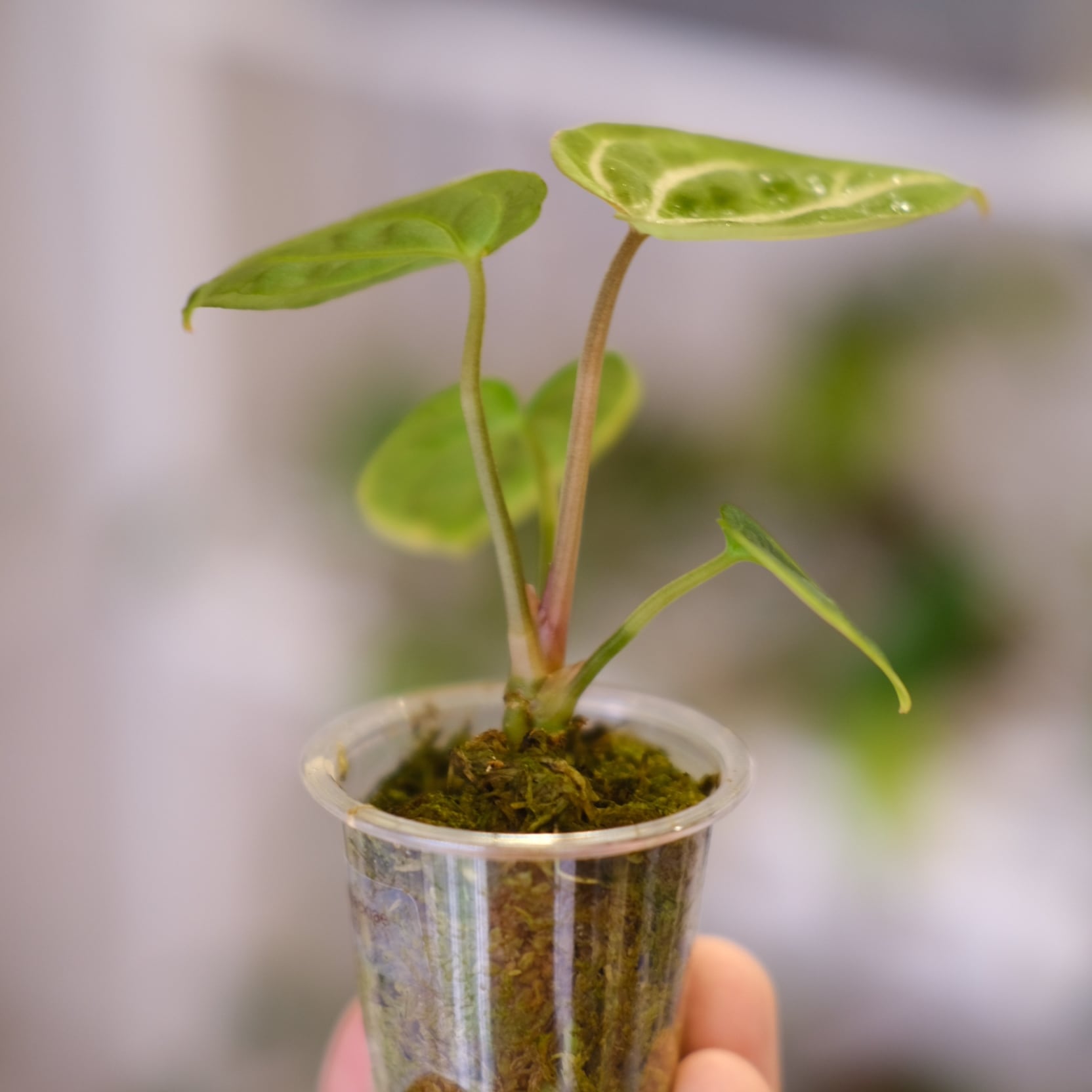 Anthurium Carlablackiae / アンスリウム カーラブラッキー⑰│観葉