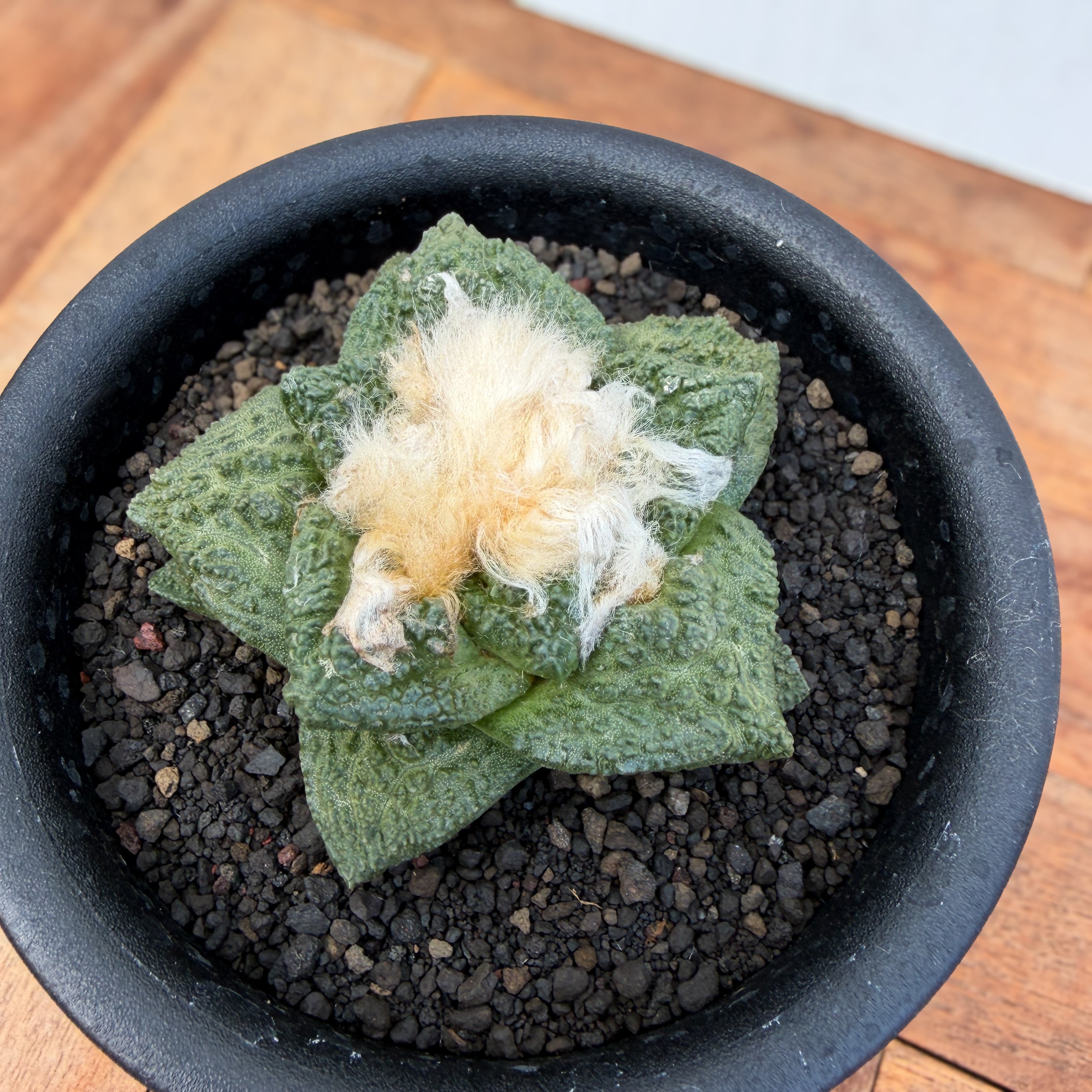 Ariocarpus fissuratus 【アリオカルプス・大疣亀甲牡丹】 | RIMO'S