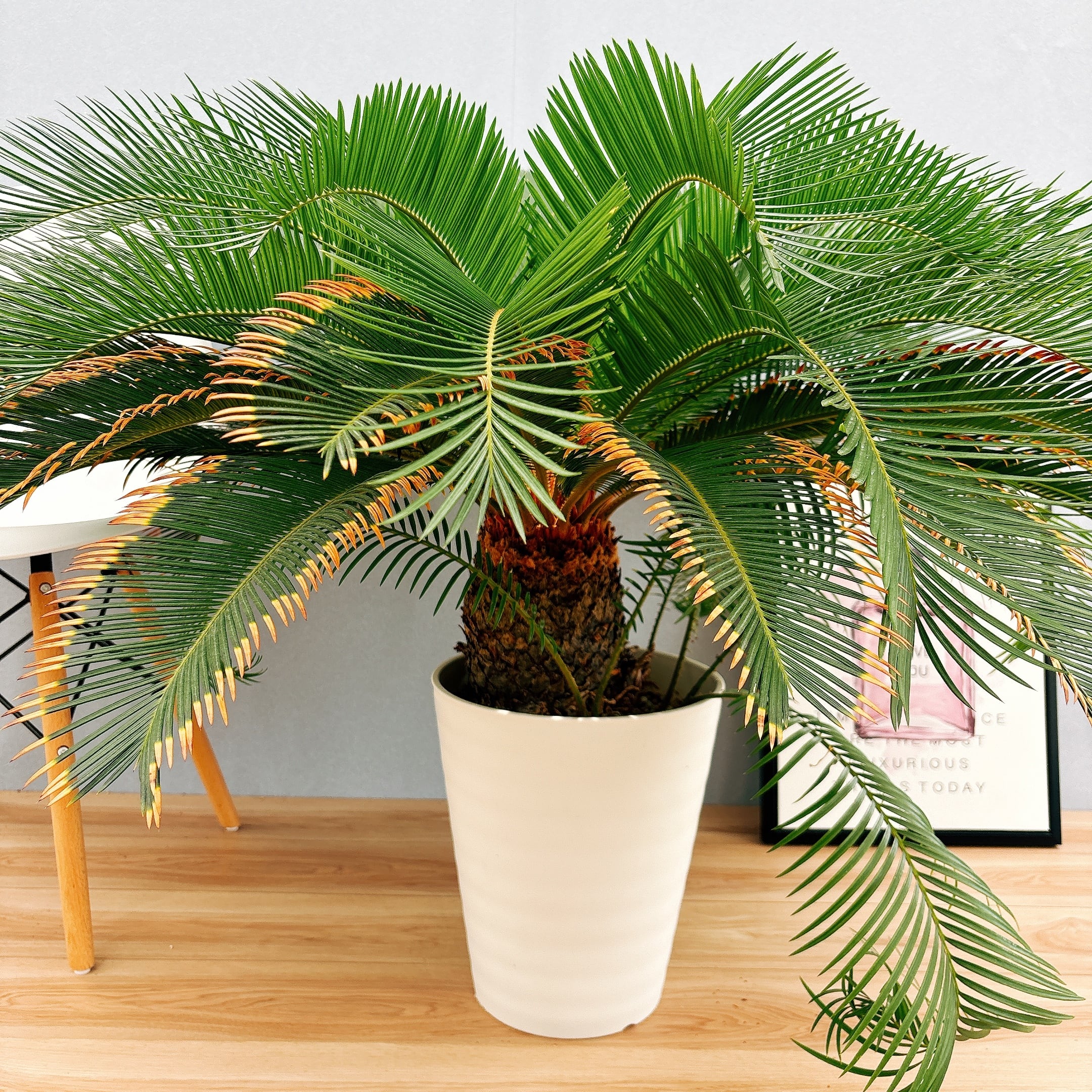 現品］美株！【希少】キンカン ソテツ 斑入り 10号 金環 蘇轍 観葉植物
