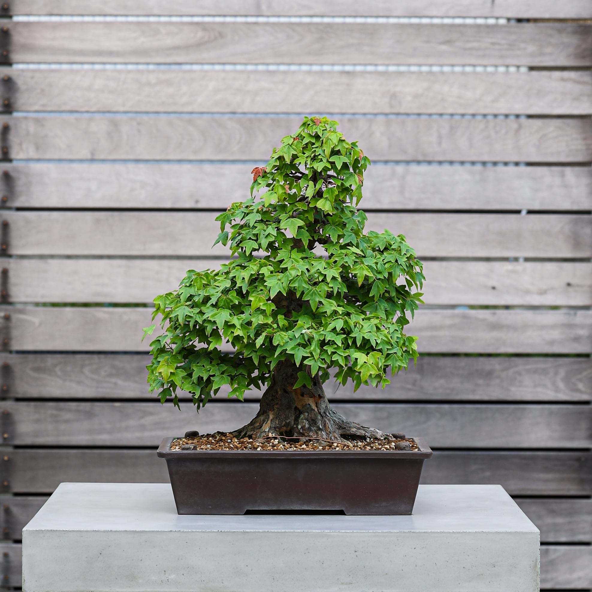 盆栽 楓 カエデ | 【公式EC】BONSAI IKUMA
