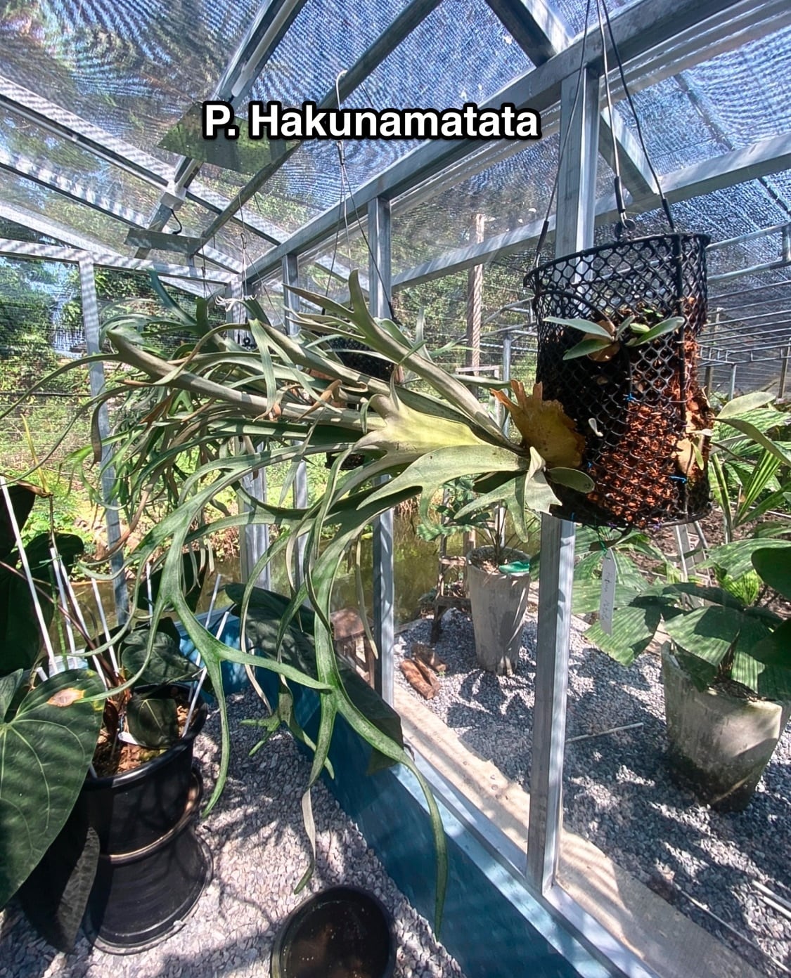 P.Hakuna matata (F301)【artPLANTs】ビカクシダ/Platycerium