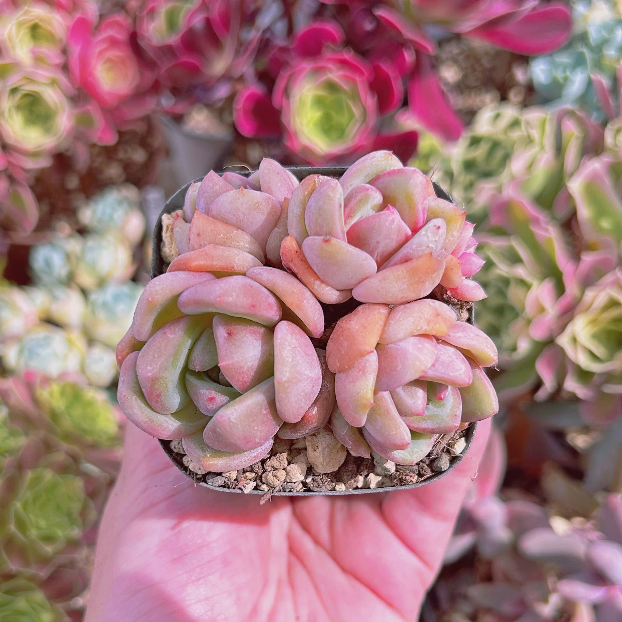 現物 多肉植物 シャネル 抜き苗 | るる農園~多肉植物専門