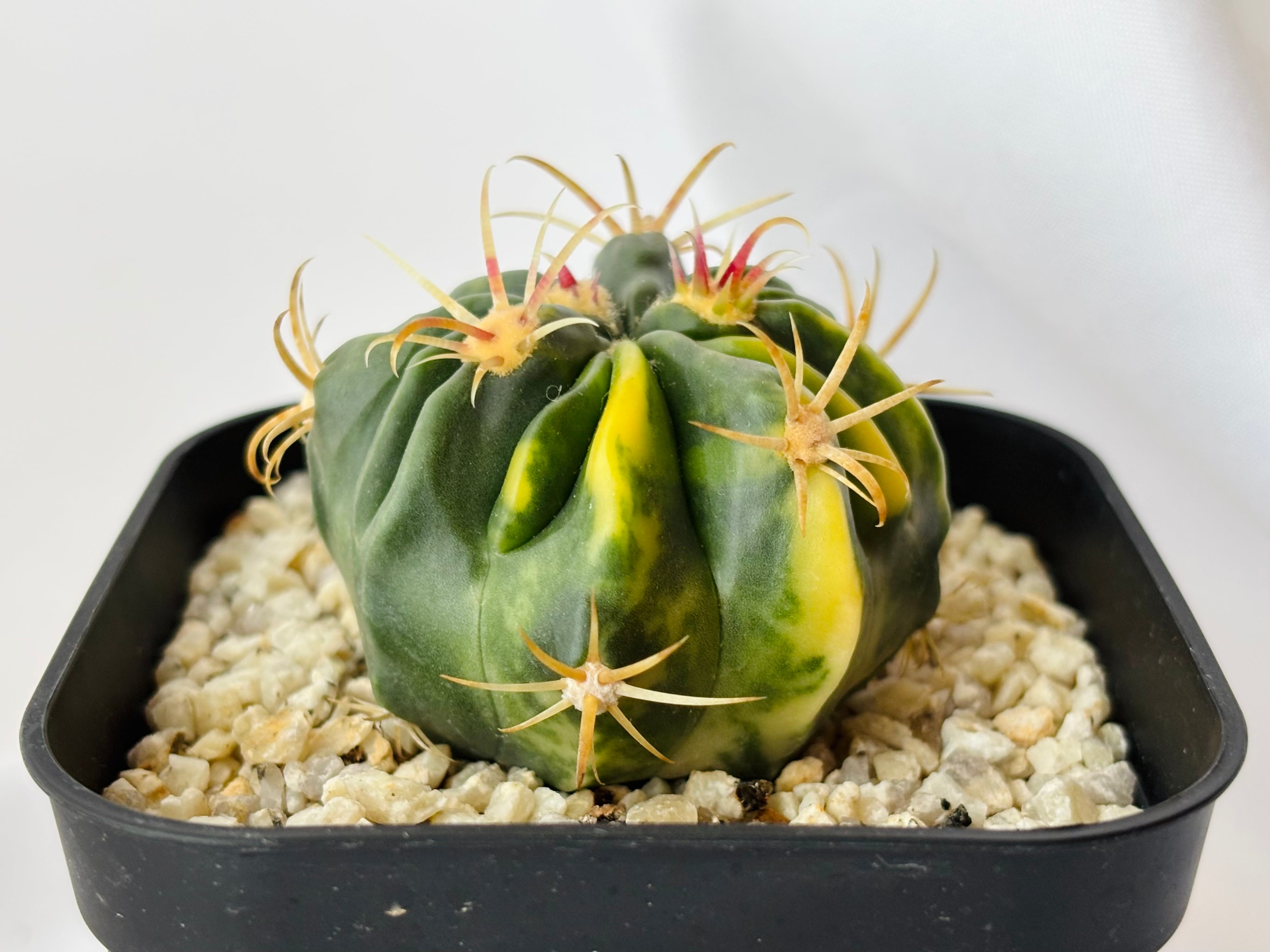 Ferocactus latispinus フェロカクタス 日の出丸錦 サボテン | plants