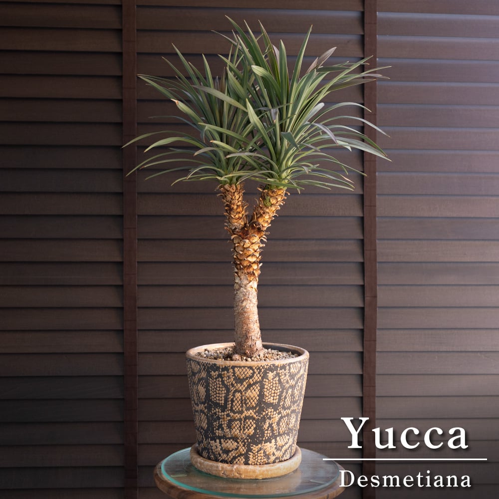 ユッカ デスメティアーナ ブランチ 多頭 6号 スネーク鉢 Yucca