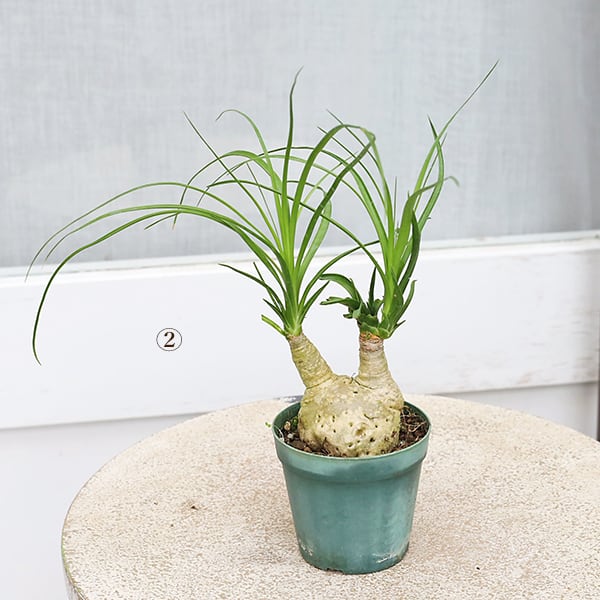 観葉植物 トックリラン ポニーテール ノリナ 3号ポット 鉢植え 個性的