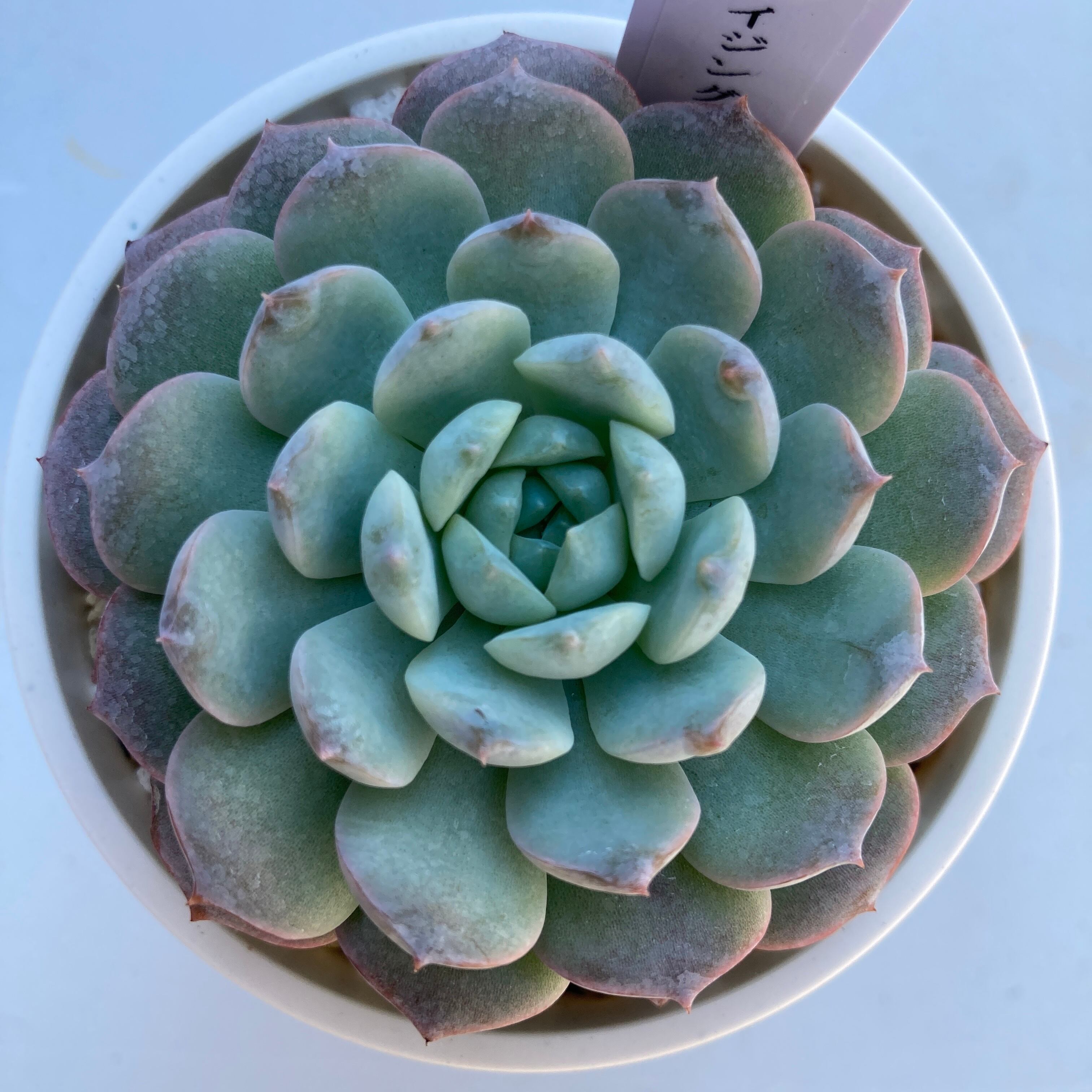 現物商品】アメイジンググレイス 2.5号サイズ | 多肉植物研究所
