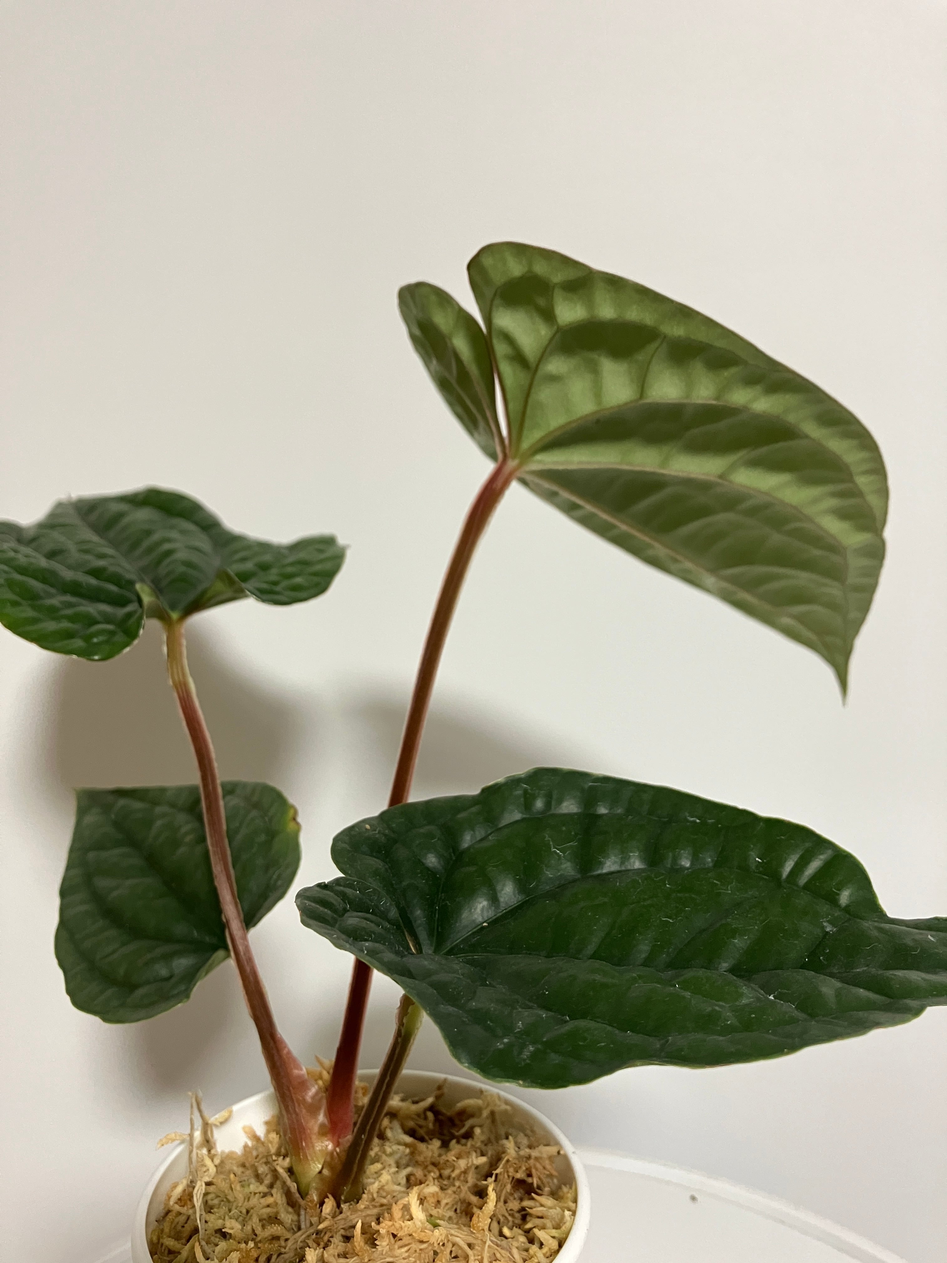 現品限り】 アンスリウム ルクスリアンス / Anthrium luxurians | 野本植堂