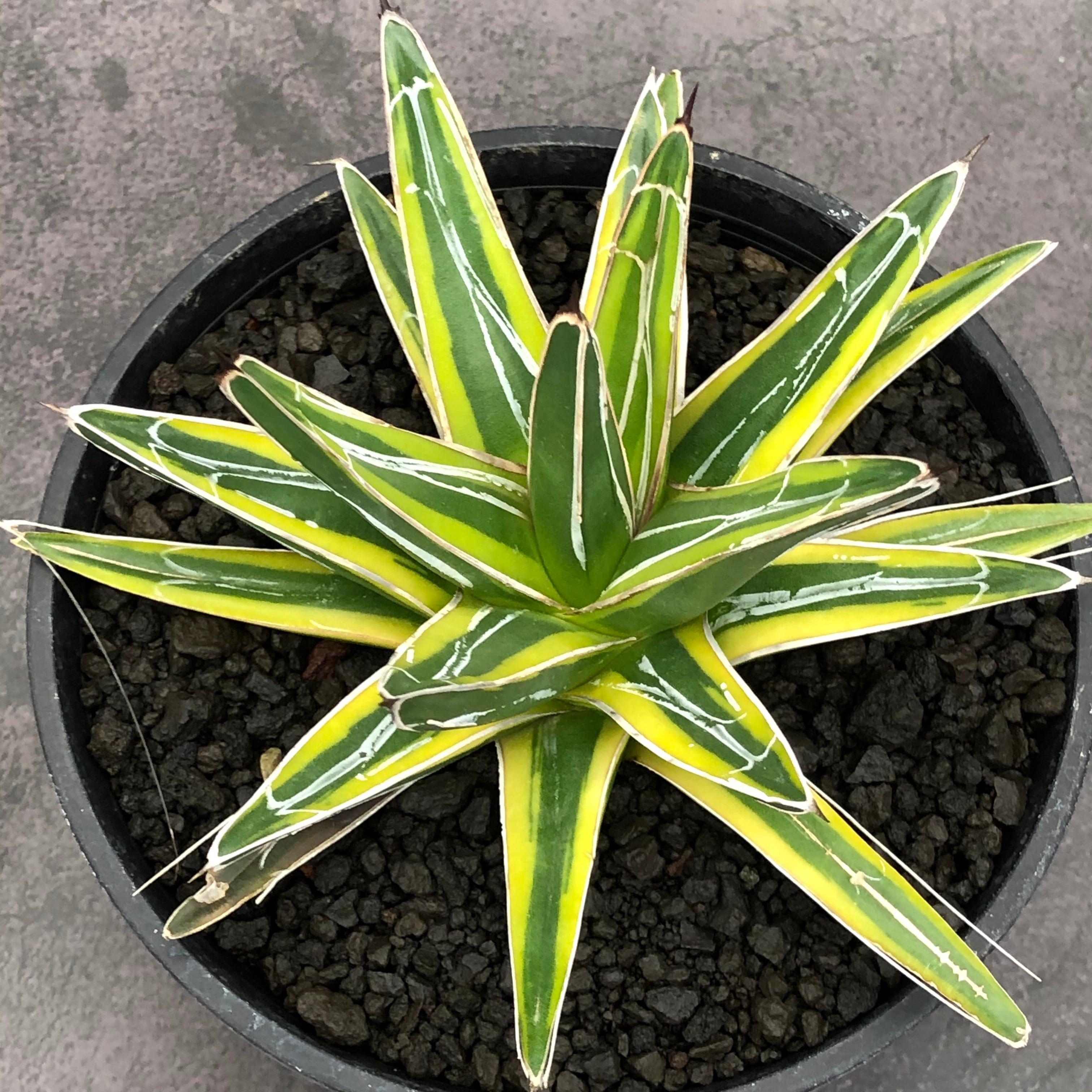 Agave victoriae-reginae variegata